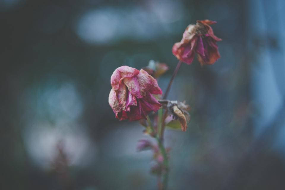 玫瑰花 桌布 壁紙 — 兩朵枯萎的粉紅玫瑰垂落在柔和模糊的藍綠色背景上。