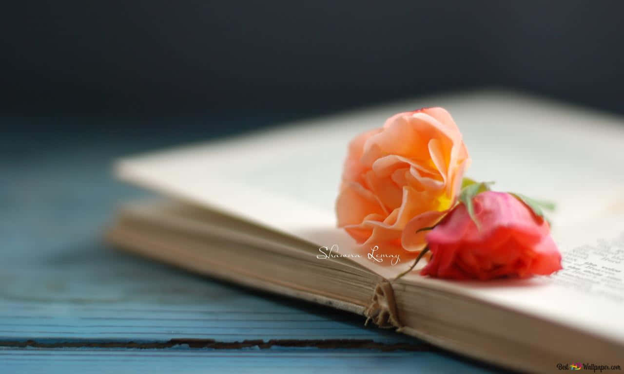 1280x768 Rose 桌布 壁紙 — 兩朵柔軟的玫瑰輕輕地放在一本舊書的打開頁面上，書本下方是藍色木質表面。