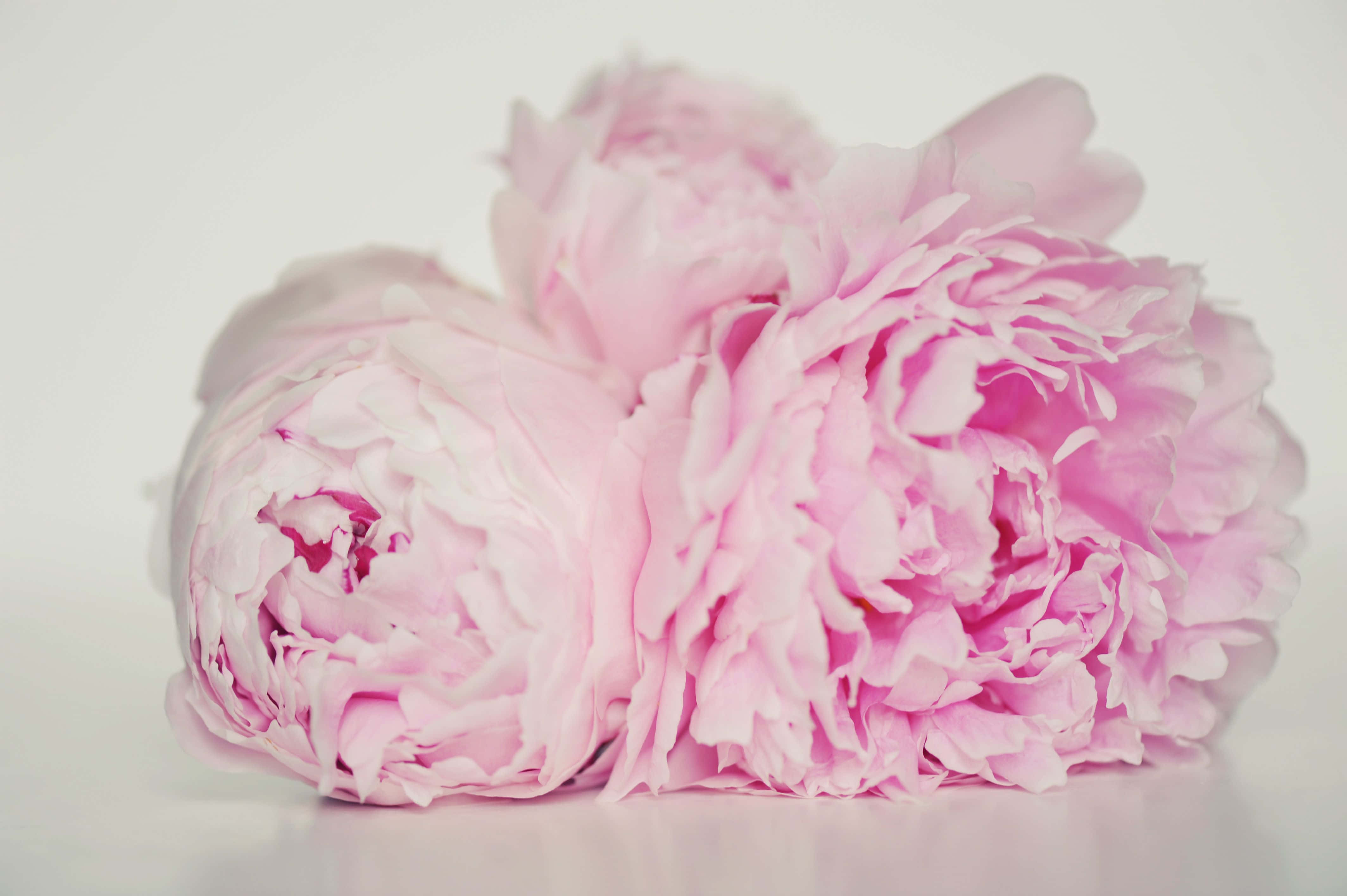 Peony 桌布 壁紙 — 兩朵柔軟的粉紅色牡丹，花瓣層層疊疊，輕輕地靠在明亮的白色背景上。