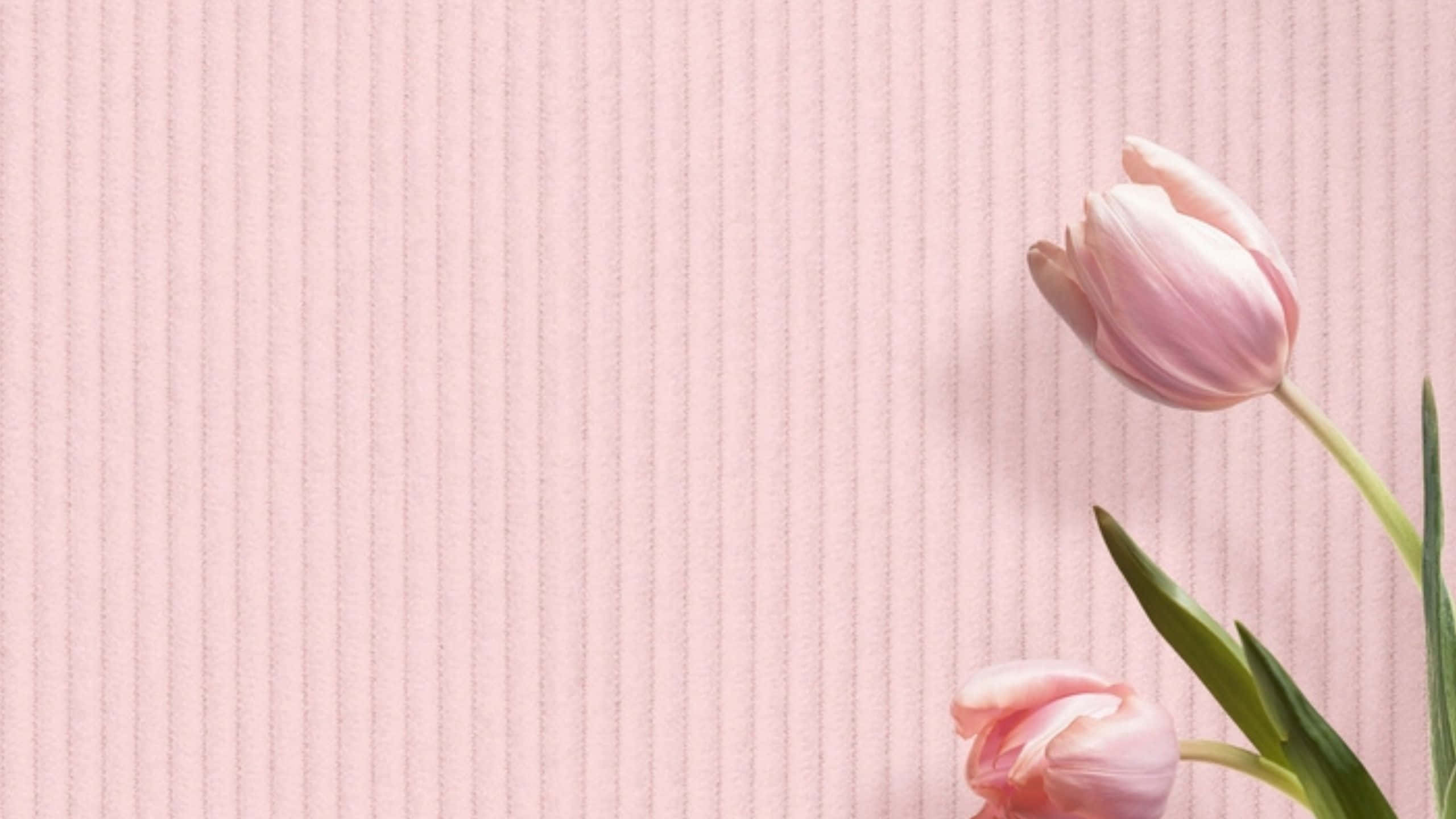 Tulips 桌布 壁紙 — 兩朵柔軟的粉紅色鬱金香靠在有紋理的淺粉紅色垂直條紋背景上。