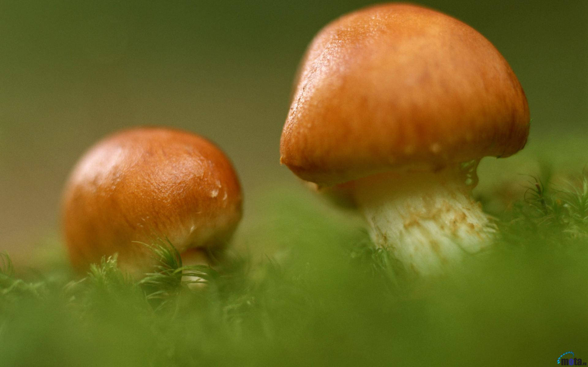 Cute Mushroom 桌布 壁紙 — 兩朵橙色蘑菇，白色莖部，從茂密的綠色苔蘚中冒出，背景是柔焦的森林地面。