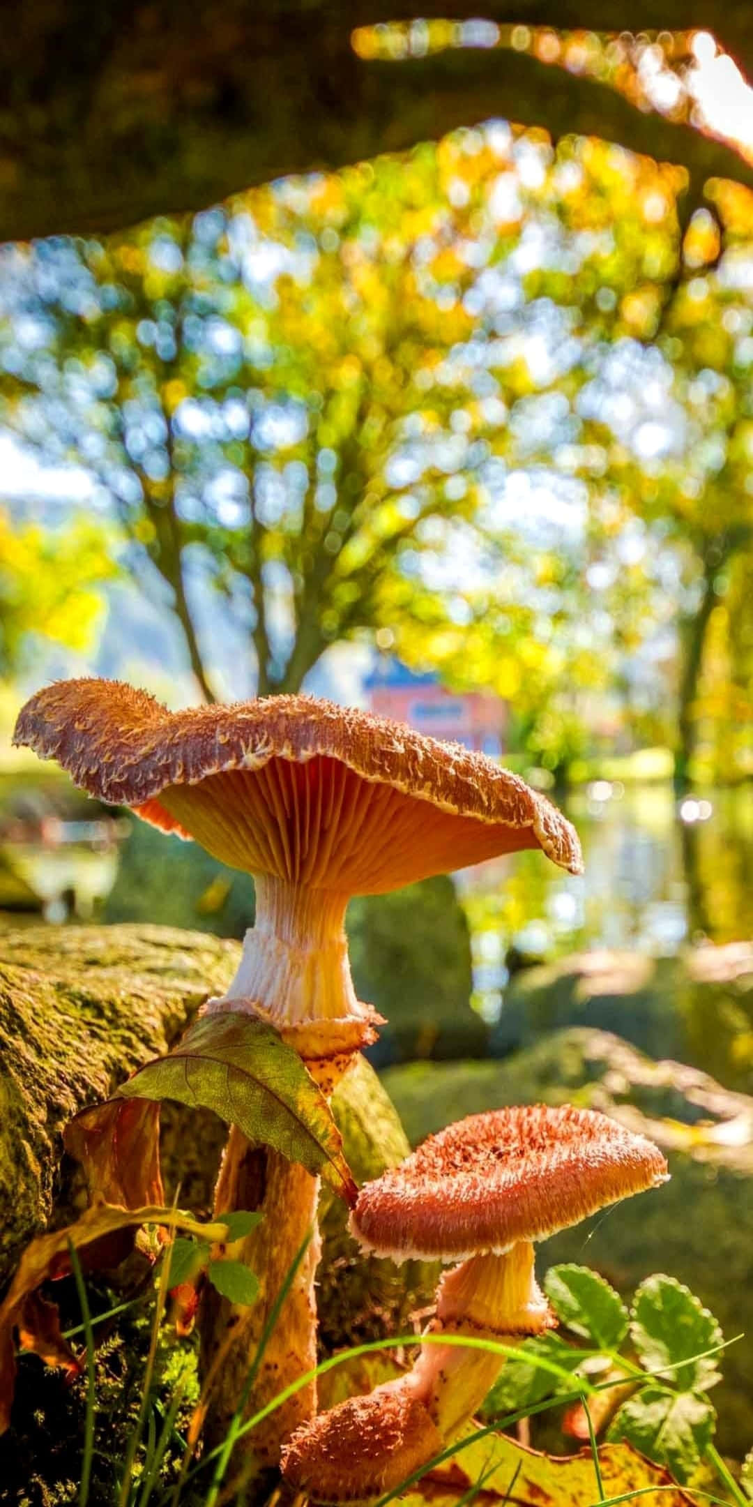 自然 桌布 壁紙 — 兩朵橙色蘑菇生長在長滿苔蘚的岩石上，陽光透過秋日樹木灑下斑駁光影。
