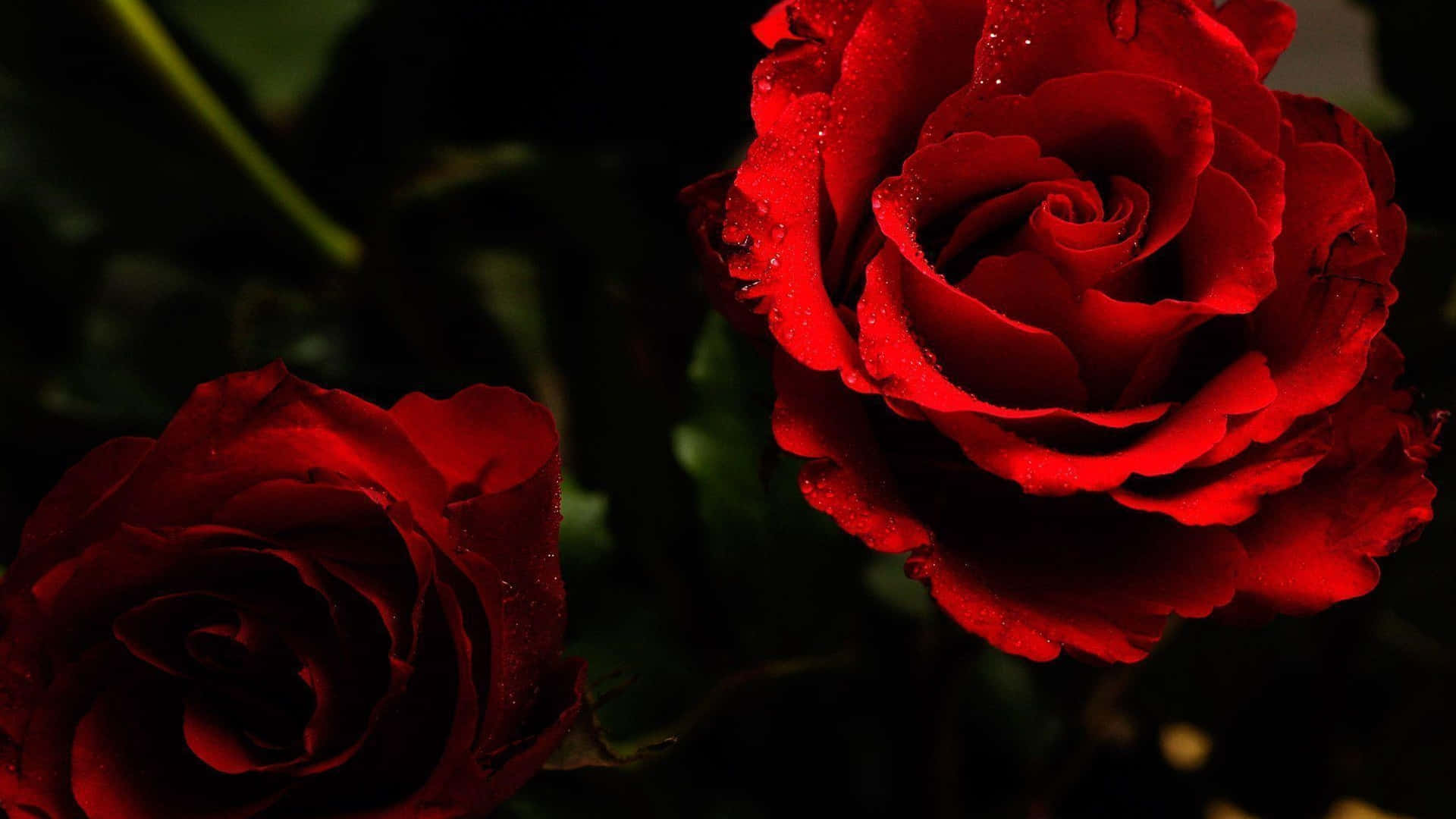 Rose Flower 桌布 壁紙 — 兩朵深紅玫瑰在暗綠色模糊背景上閃爍著露珠。