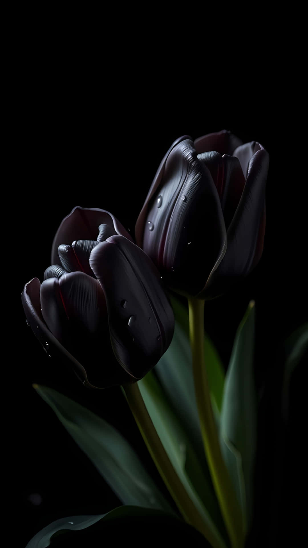 Elegant Black Tulips with Water Drops on Dark Background 壁紙 — 兩朵深紫色鬱金香帶有水珠，在純黑色背景上柔和地發光。