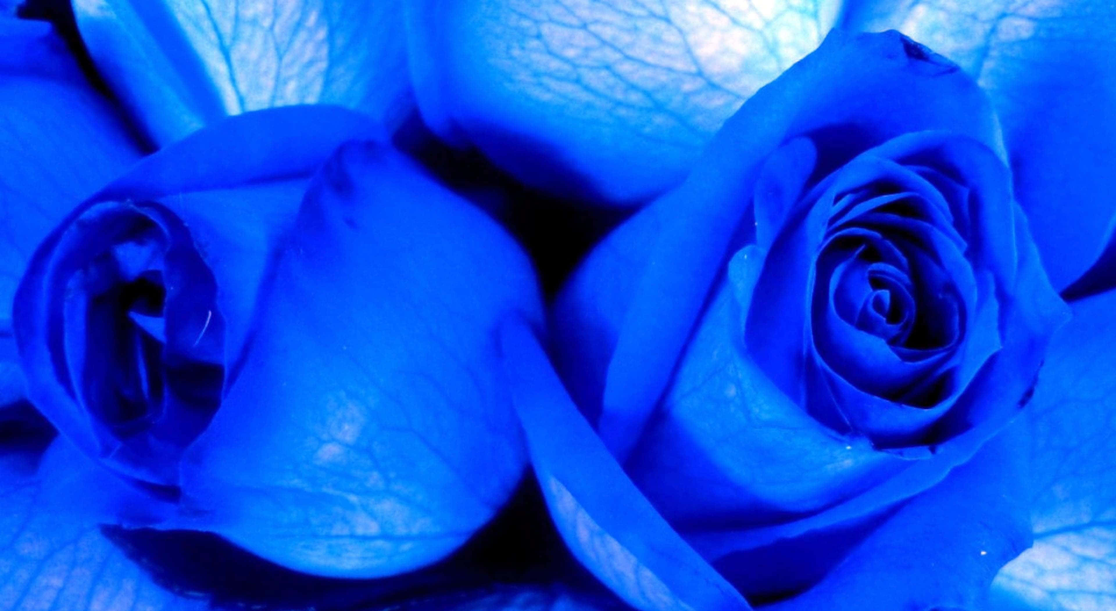 Rose Flower 桌布 壁紙 — 兩朵深藍色玫瑰的特寫，帶有複雜的花瓣細節和柔和的光線。