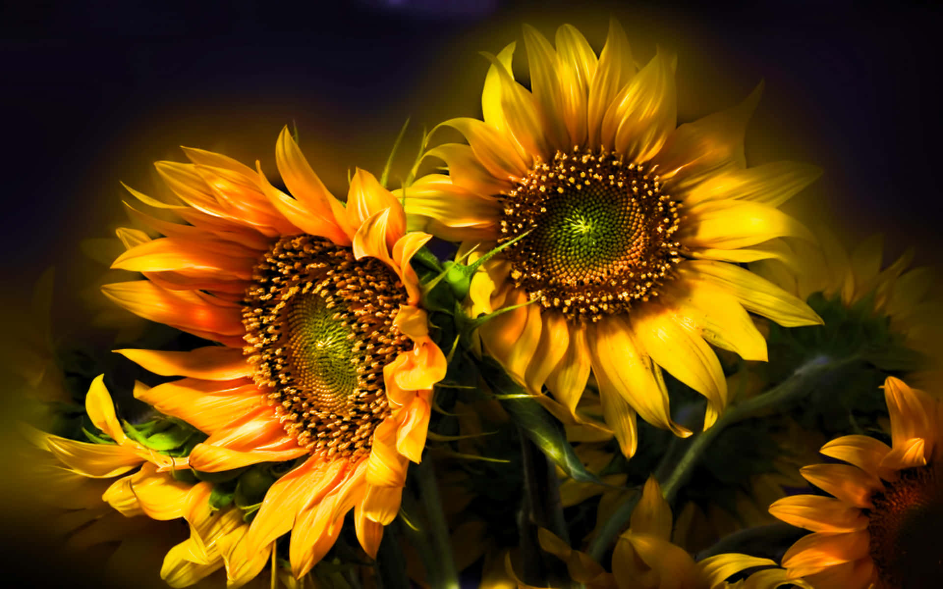Sunflowers 桌布 壁紙 — 兩朵燦爛的向日葵在黑暗陰鬱的背景下散發出溫暖的金色光芒。