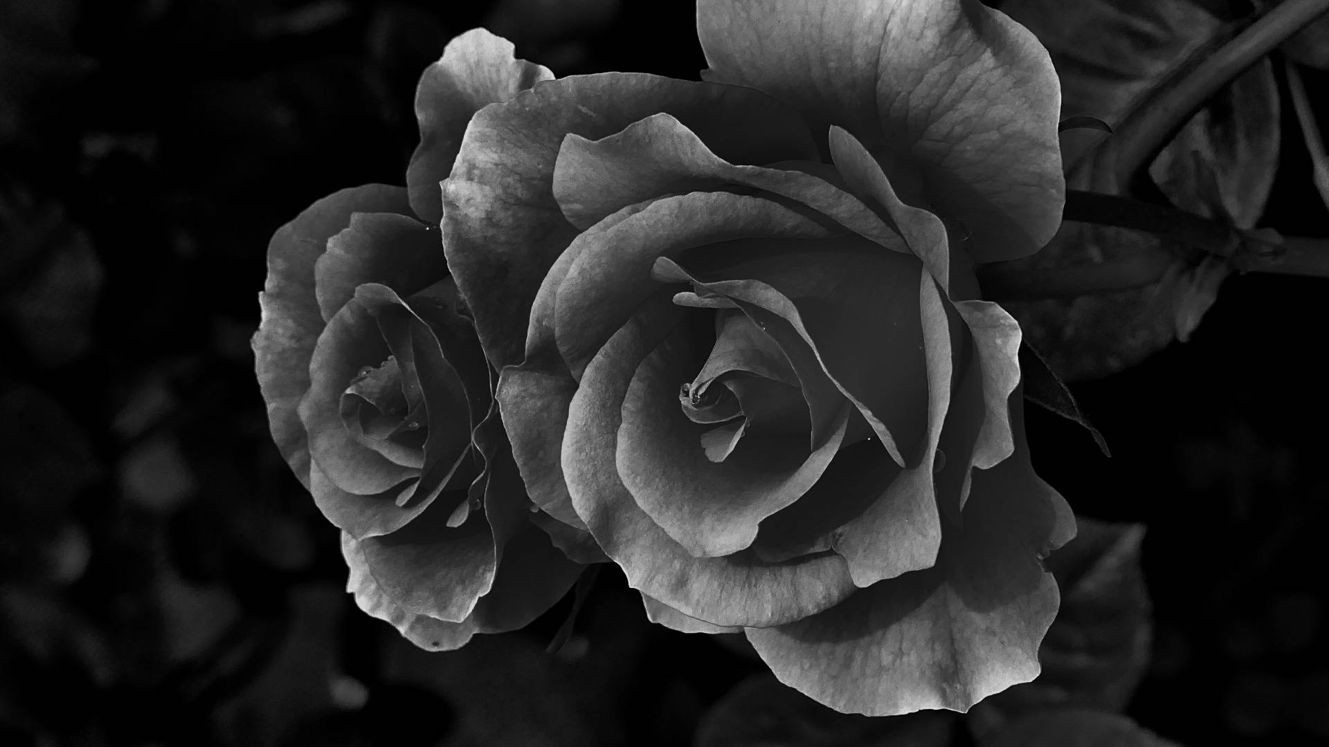 black aesthetic rose 桌布 壁紙 — 兩朵玫瑰的黑白特寫，花瓣層層疊疊，細節豐富，背景為深色模糊效果。