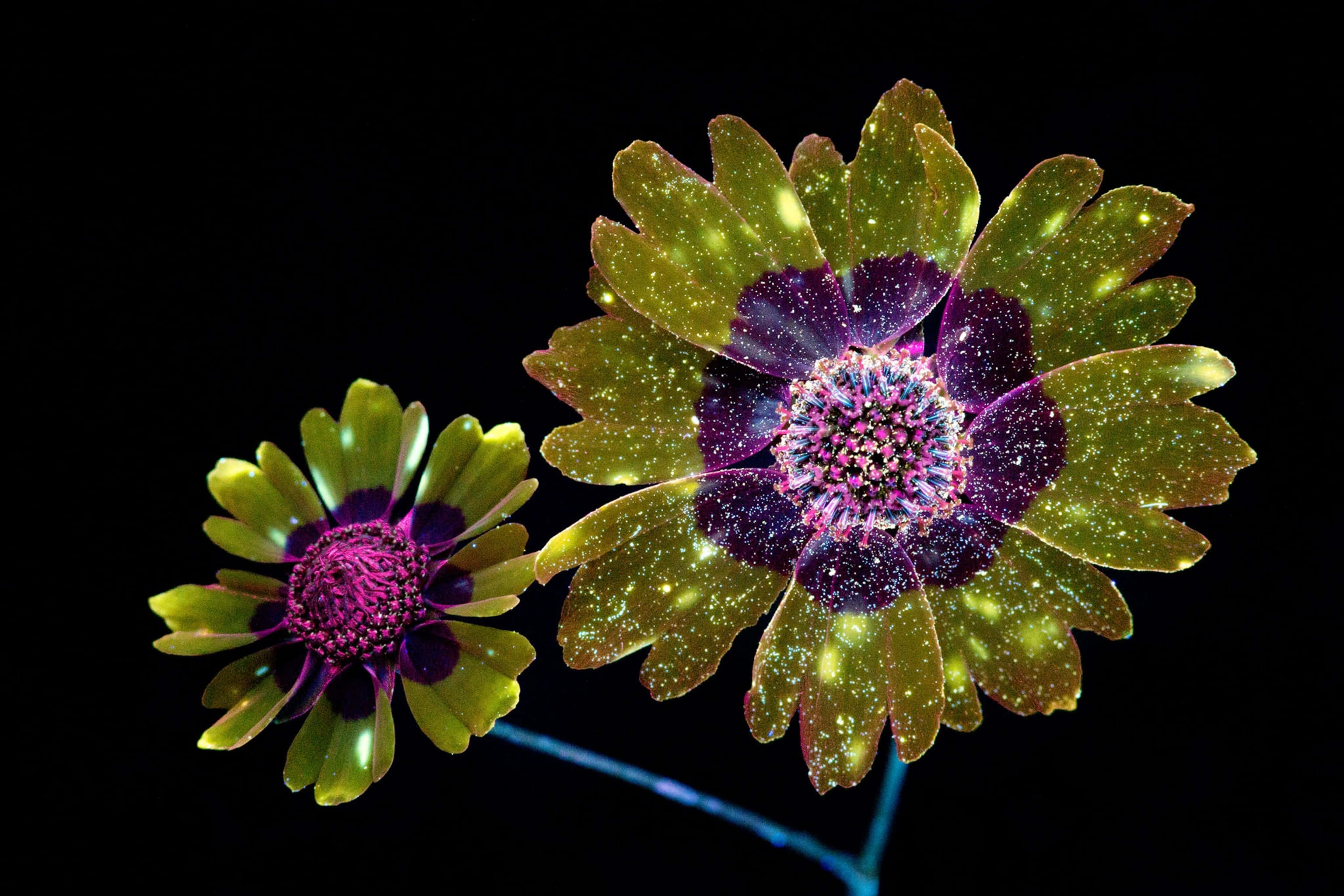 Glowing 桌布 壁紙 — 兩朵發光的花朵，帶有閃閃發光的綠色花瓣和紫色中心，漂浮在黑色虛空中。