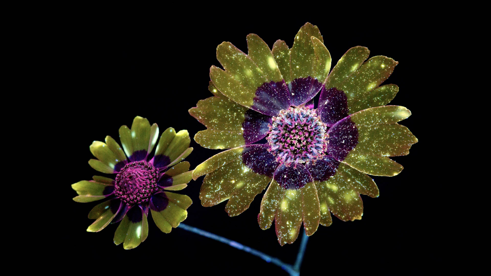 Mojave 桌布 壁紙 — 兩朵發光的花朵，綠色花瓣和紫色中心，在黑色背景上像宇宙星星一樣閃爍。