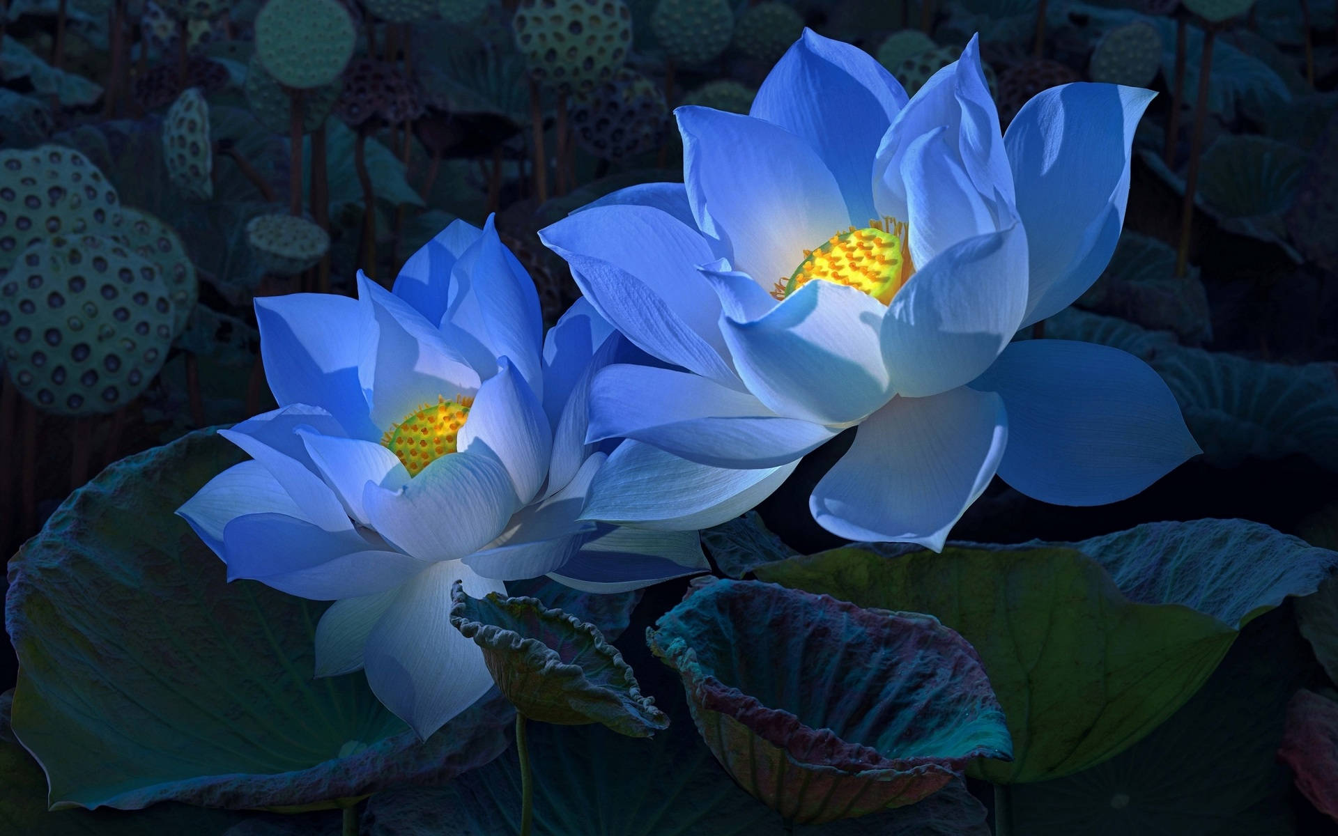 花 桌布 壁紙 — 兩朵發光的藍色蓮花，金色花心，在暮色中盛開於深綠色睡蓮葉之間。