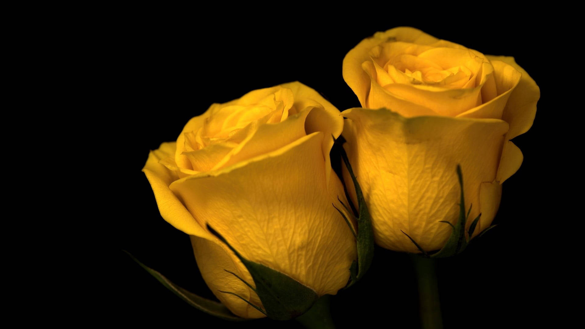Rose Flower 桌布 壁紙 — 兩朵發光的黃玫瑰在深黑色背景上閃耀，柔和的光線突顯其精緻的花瓣。