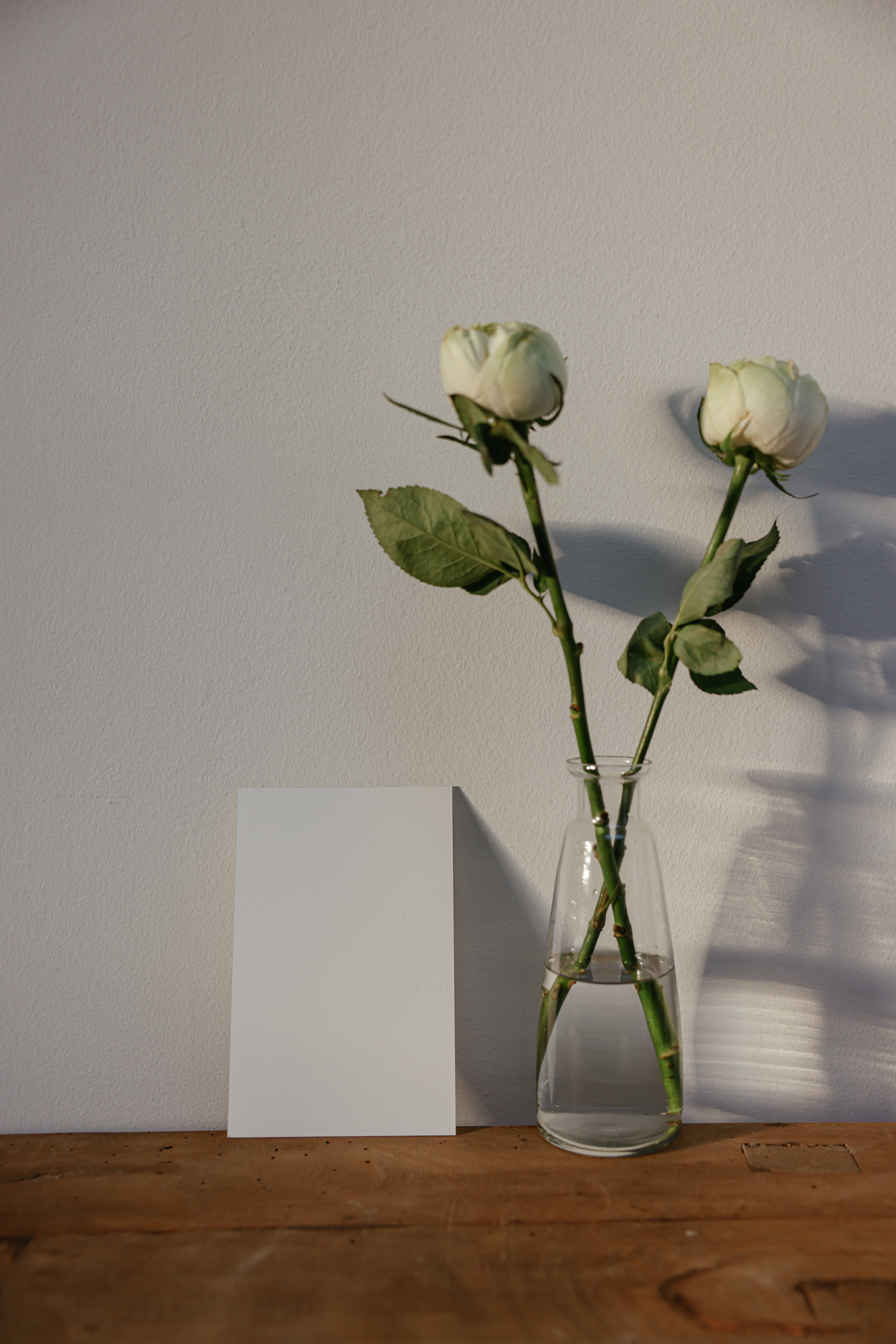 White Flowers 桌布 壁紙 — 兩朵白玫瑰在透明玻璃花瓶中，在木質表面上的空白卡片旁邊的素牆上投下柔和陰影。