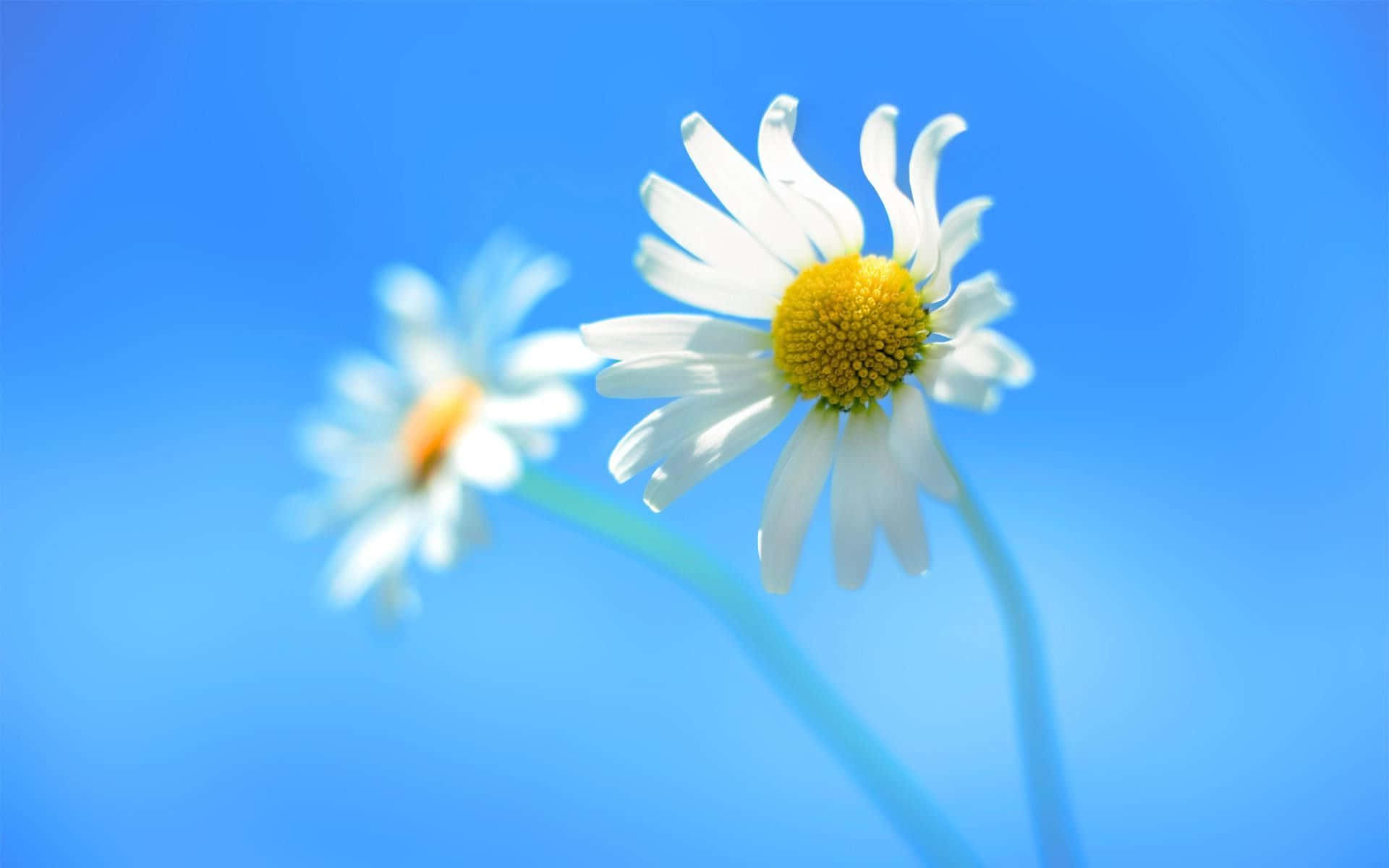 雛菊 桌布 壁紙 — 兩朵白色花瓣、黃色花心的雛菊在鮮豔的藍天背景下盛開。
