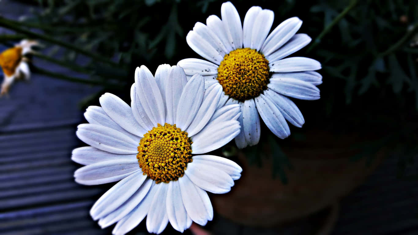 1366x768 Daisies 桌布 壁紙 — 兩朵白色雛菊帶有鮮豔的黃色中心，在綠色葉子和木紋的深色模糊背景下綻放。