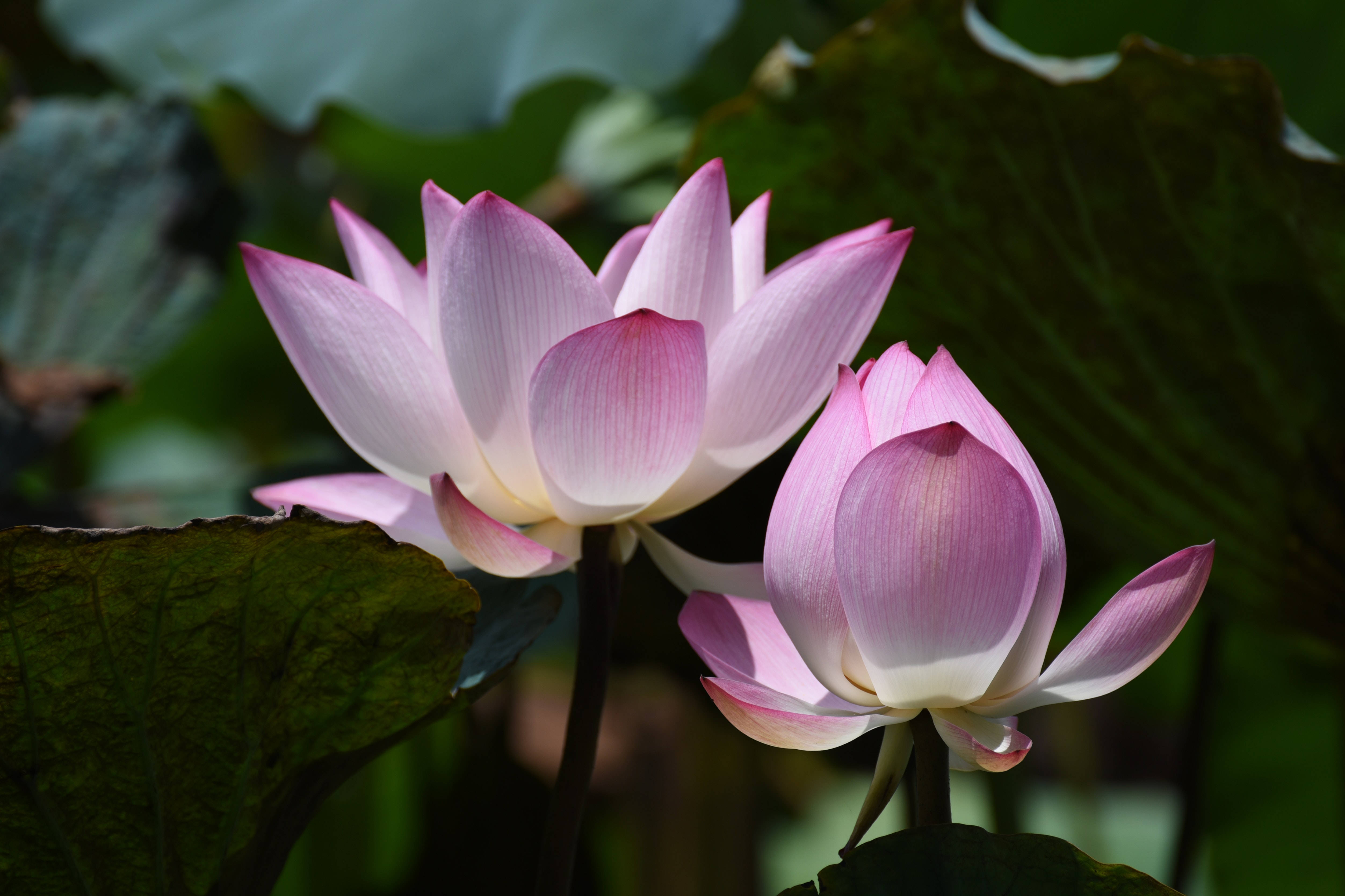 lotus 桌布 壁紙 — 兩朵粉嫩的蓮花在寧靜的池塘中，於大片綠色荷葉間優雅綻放。
