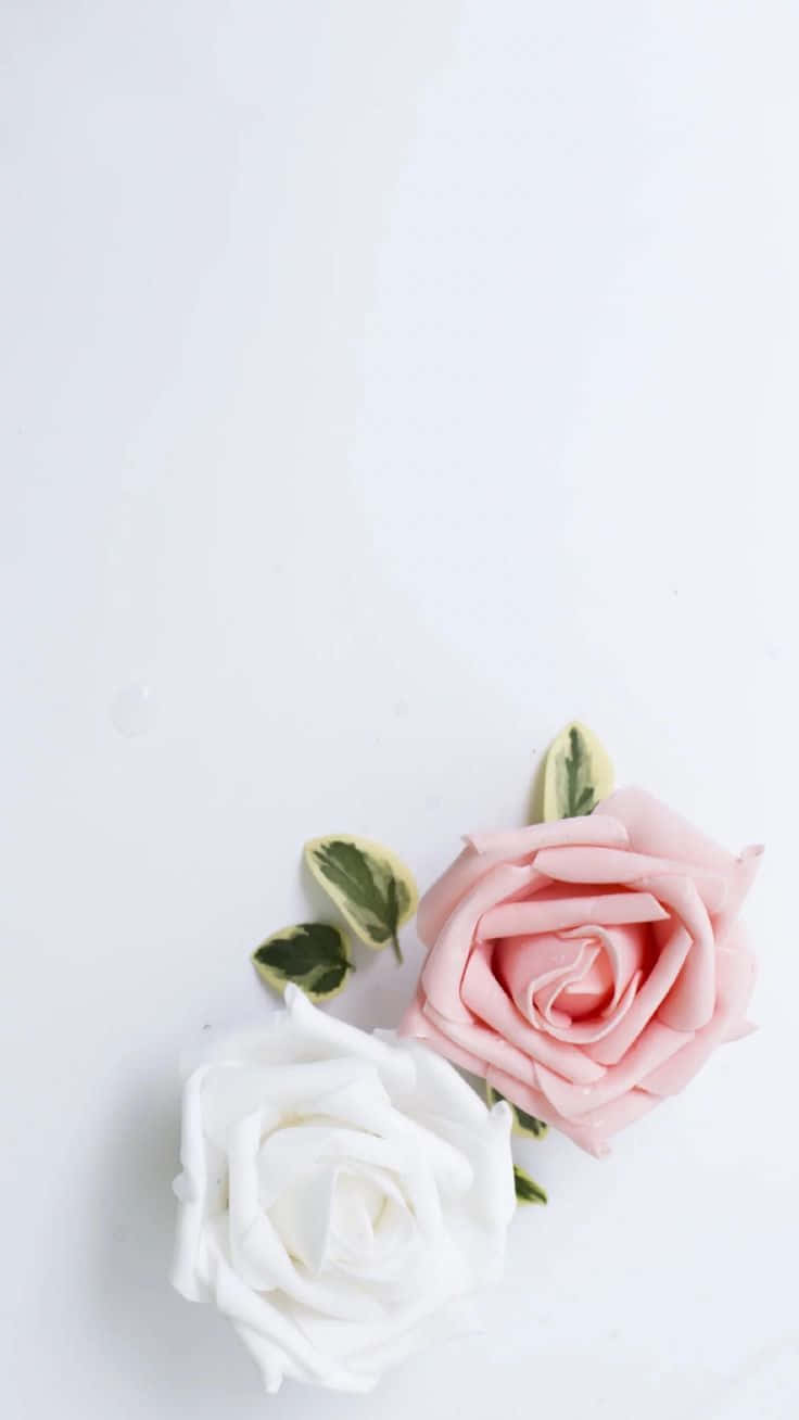 Beautiful Roses 桌布 壁紙 — 兩朵粉紅色和白色的嬌嫩玫瑰輕輕地放在極簡的白色表面上，搭配雜色的綠葉。