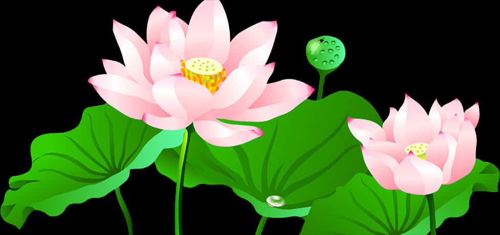 蓮花 桌布 壁紙 — 兩朵粉紅色的蓮花，配以綠葉和一個種子莢，在純黑背景下綻放。