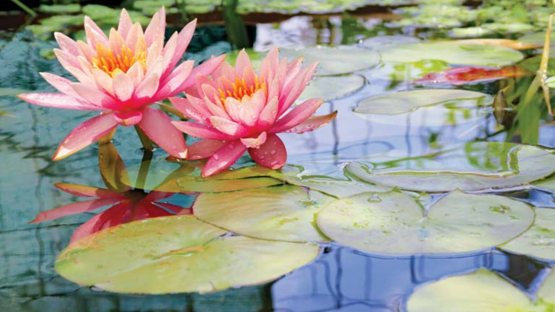 Water Lily 桌布 壁紙 — 兩朵粉紅色睡蓮在平靜的池塘上盛開，周圍環繞著綠色荷葉和露珠。