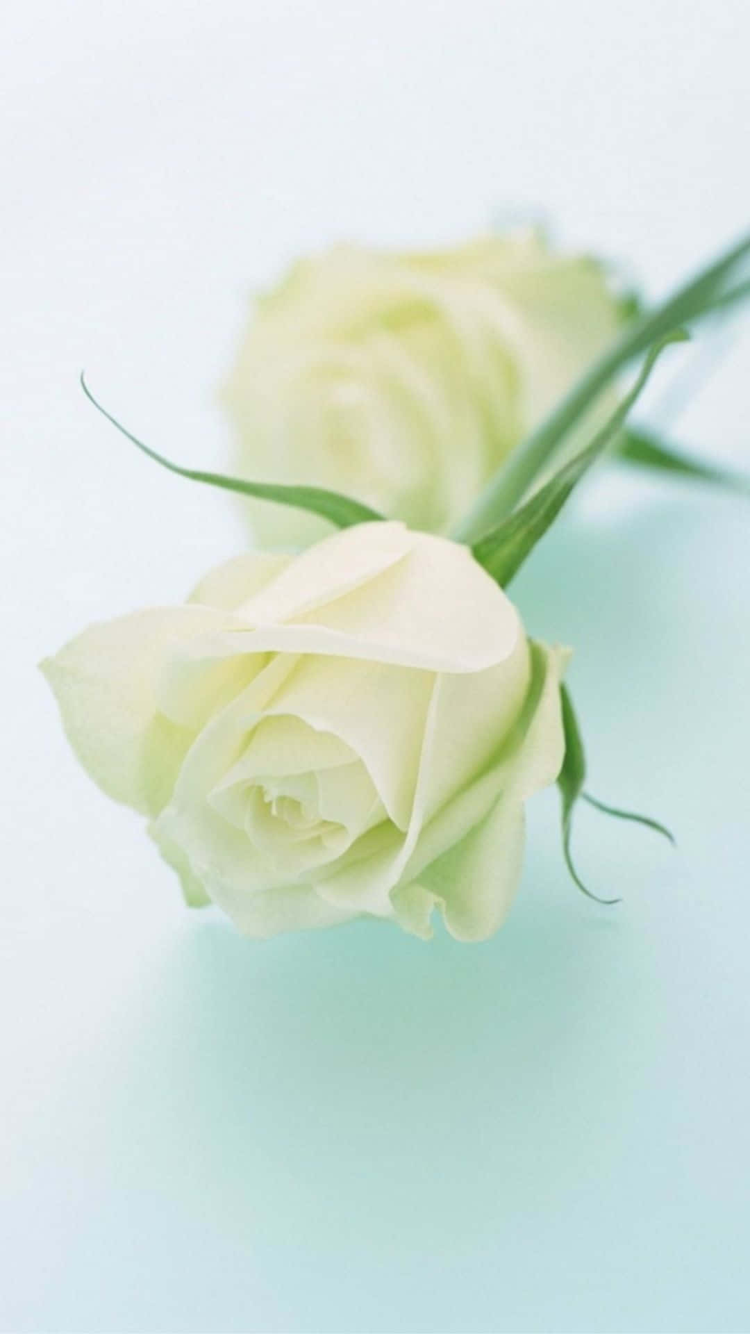 Flowers 桌布 壁紙 — 兩朵精緻的奶油色玫瑰，帶有綠色莖幹，輕輕地靠在淡藍色漸變背景上。