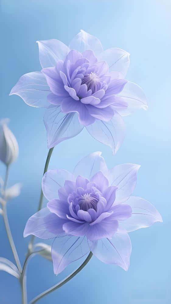 Light Blue & Purple Clematis: Fresh Floral Art Wallpaper 壁紙 — 兩朵精緻的淡紫色鐵線蓮花，花瓣半透明，在柔和的漸變藍天下優雅綻放。
