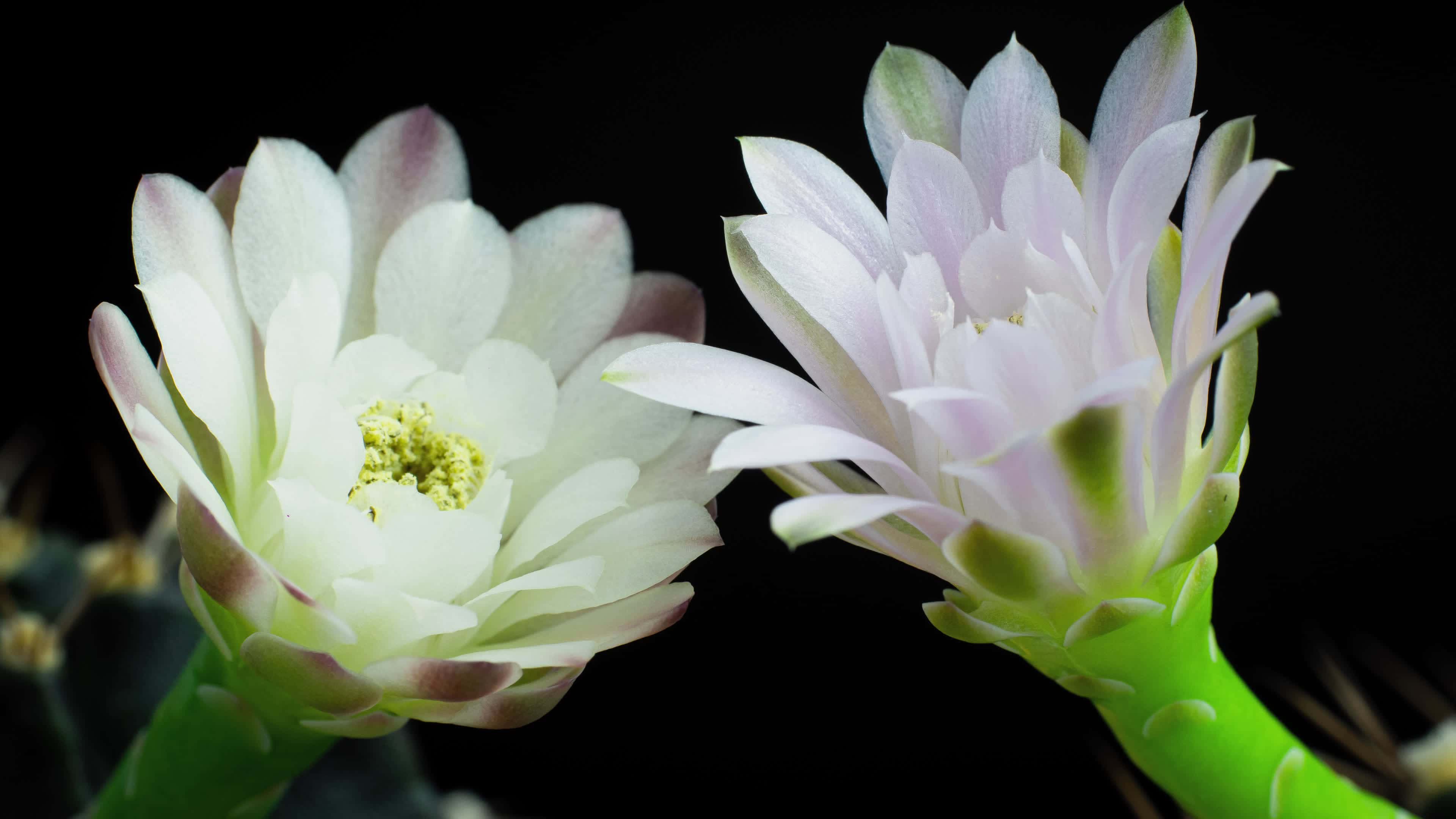 花卉桌面 桌布 壁紙 — 兩朵精緻的白色仙人掌花在純黑色背景上綻放，帶有柔和的粉紅色邊緣和充滿活力的綠色莖。
