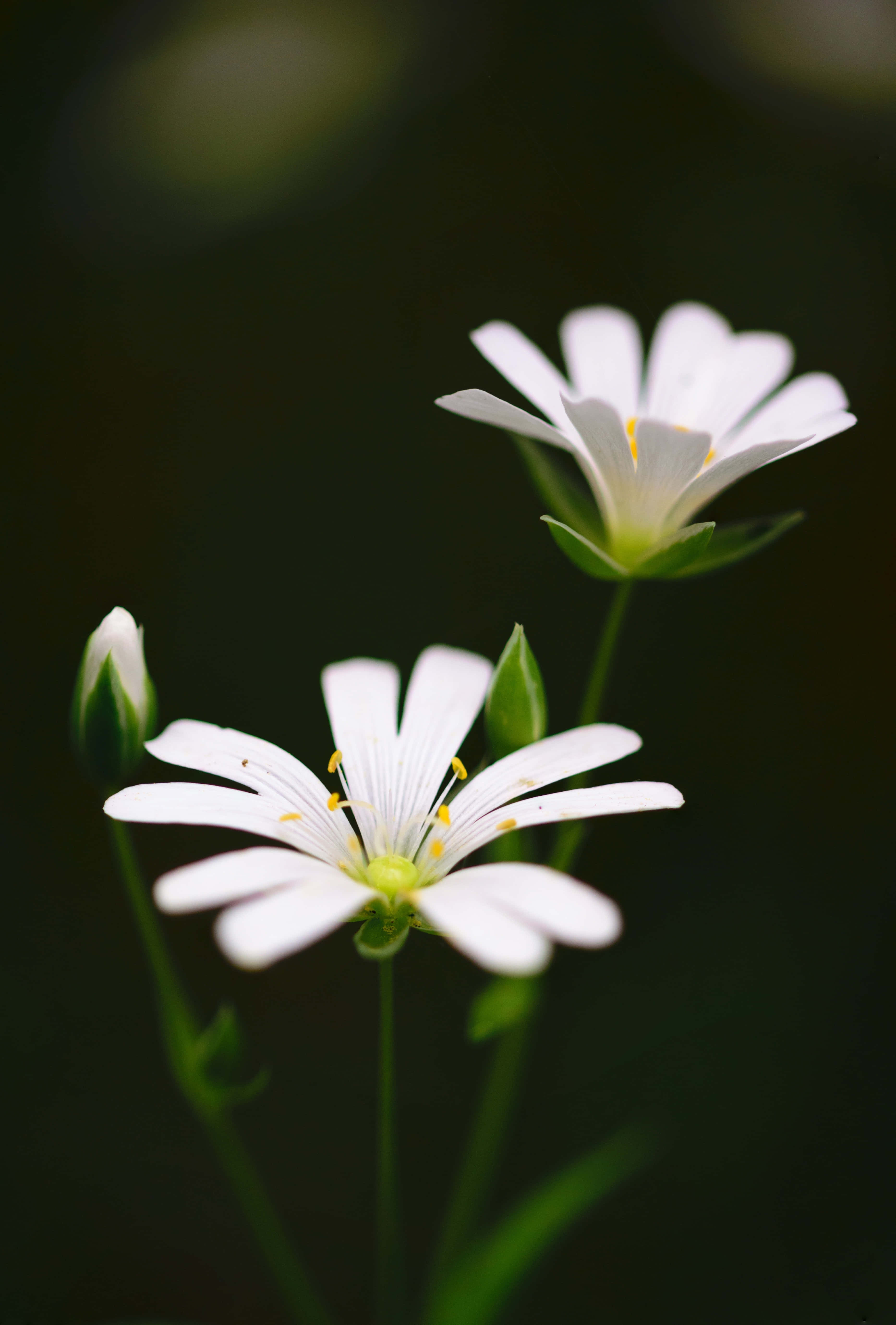 White Flowers 桌布 壁紙 — 兩朵精緻的白色星形花朵，帶有黃色花心，在黑暗模糊的背景中綻放。