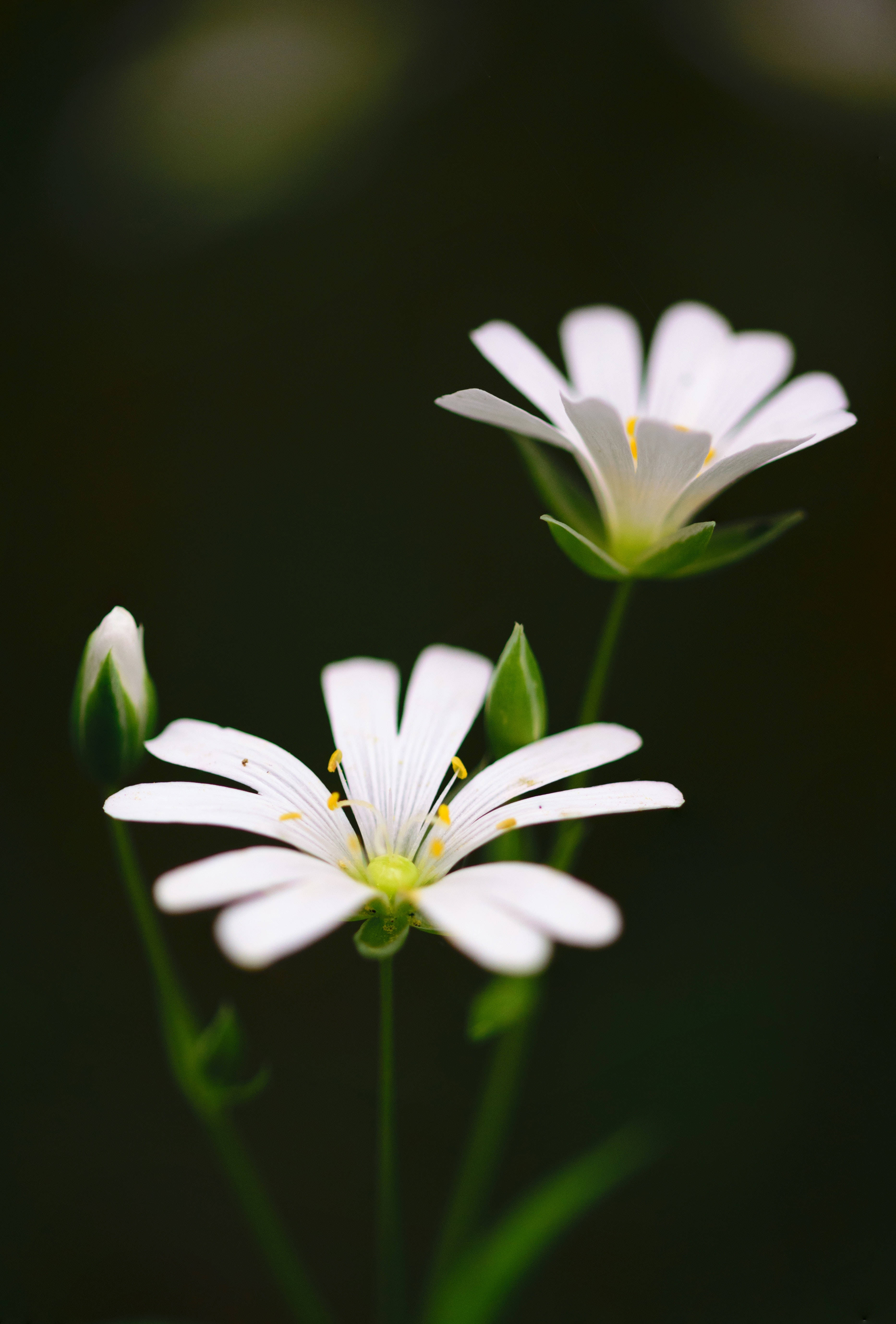 White Flower 桌布 壁紙 — 兩朵精緻的白色花朵，帶有黃色花心，在柔和的深綠色模糊背景中綻放。