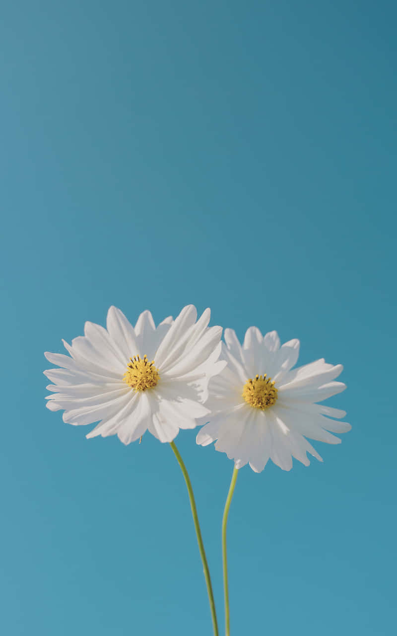 Android Daisies 桌布 壁紙 — 兩朵精緻的白色雛菊，黃色花心，在柔和自然光下，以清澈藍天為背景盛開。