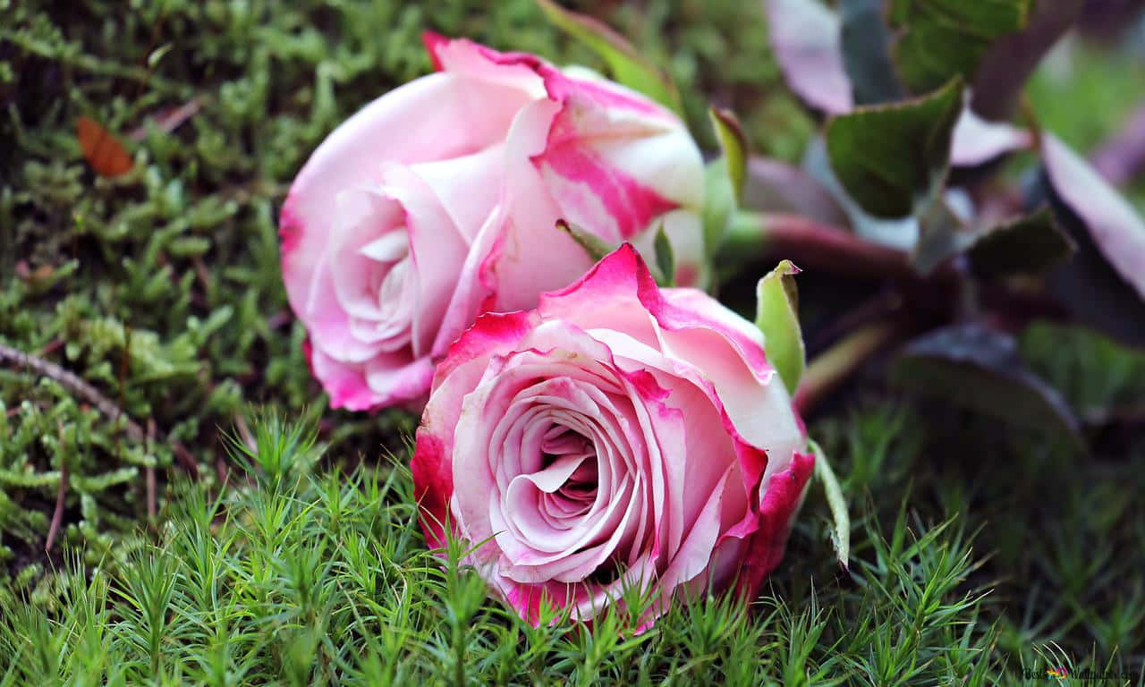 1280x768 Rose 桌布 壁紙 — 兩朵精緻的粉紅與白色玫瑰，帶有鮮豔的粉紅邊緣，輕輕地躺在茂密的綠色苔蘚上。