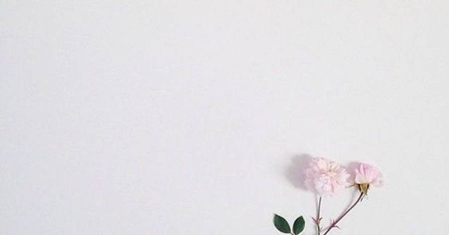 Facebook 封面 桌布 壁紙 — 兩朵精緻的粉紅色花朵，配上綠葉，輕輕地靠在簡約的白色背景上。