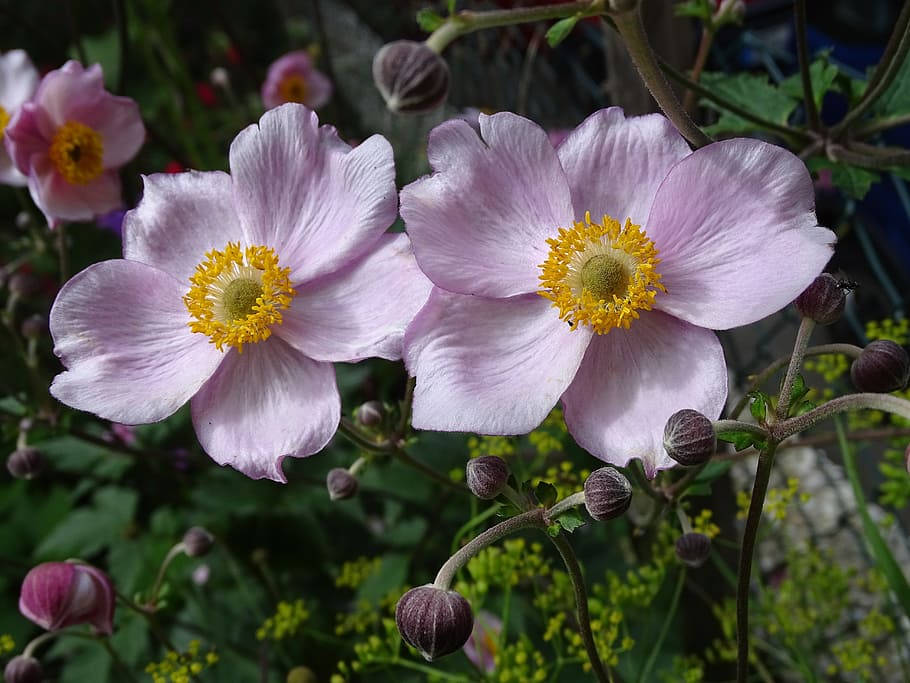 Anemone Flower 桌布 壁紙 — 兩朵精緻的粉紅色銀蓮花，帶有鮮豔的黃色花心，在綠葉和未開放的花蕾中綻放。