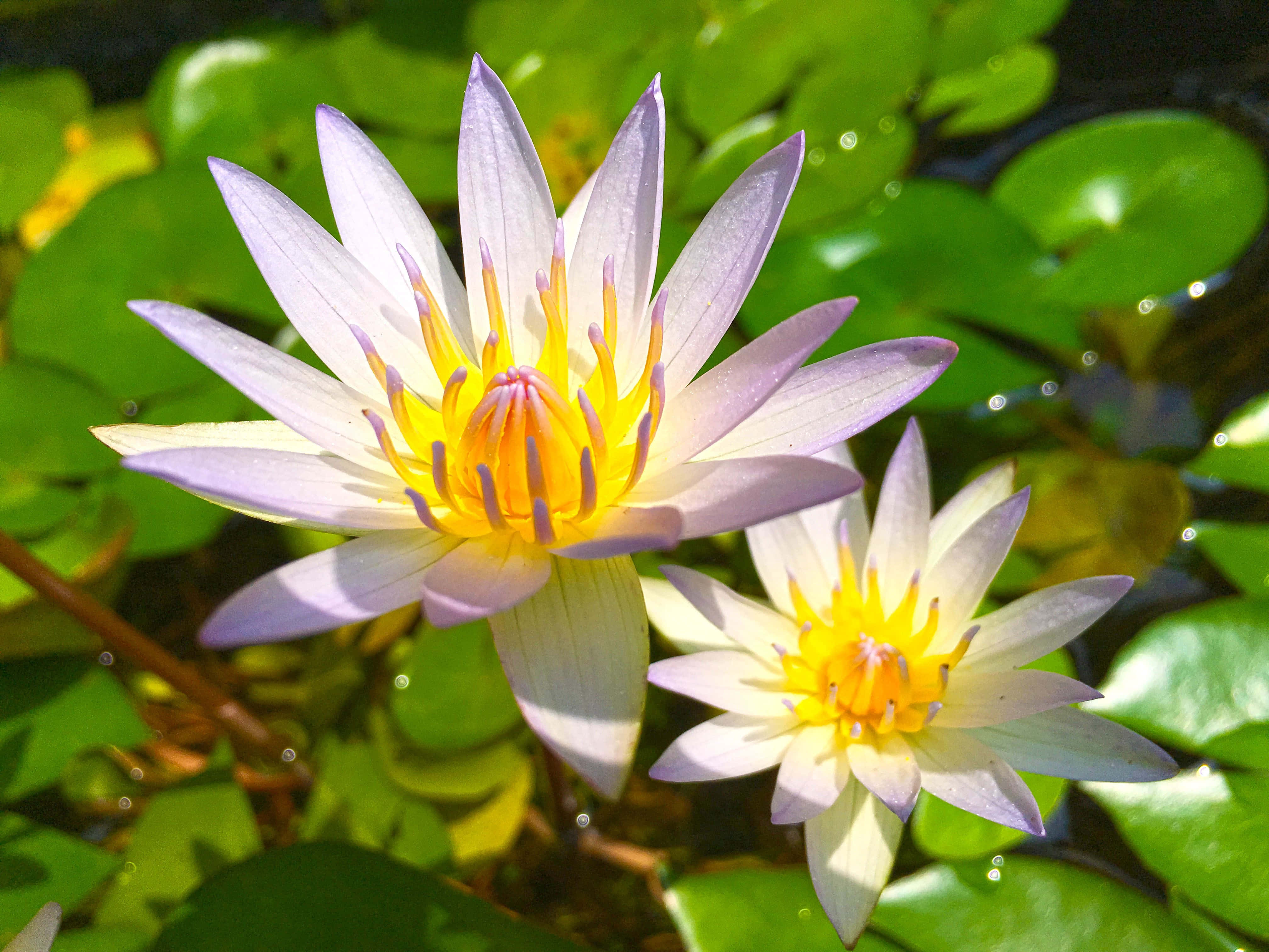 lily 桌布 壁紙 — 兩朵精緻的紫色和黃色睡蓮在陽光照耀的池塘中，在茂盛的綠色睡蓮葉間盛開。