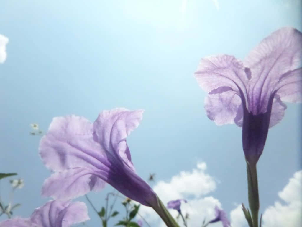 Blissful 桌布 壁紙 — 兩朵精緻的紫色花朵在明亮的藍天、柔軟的白雲和陽光下綻放。