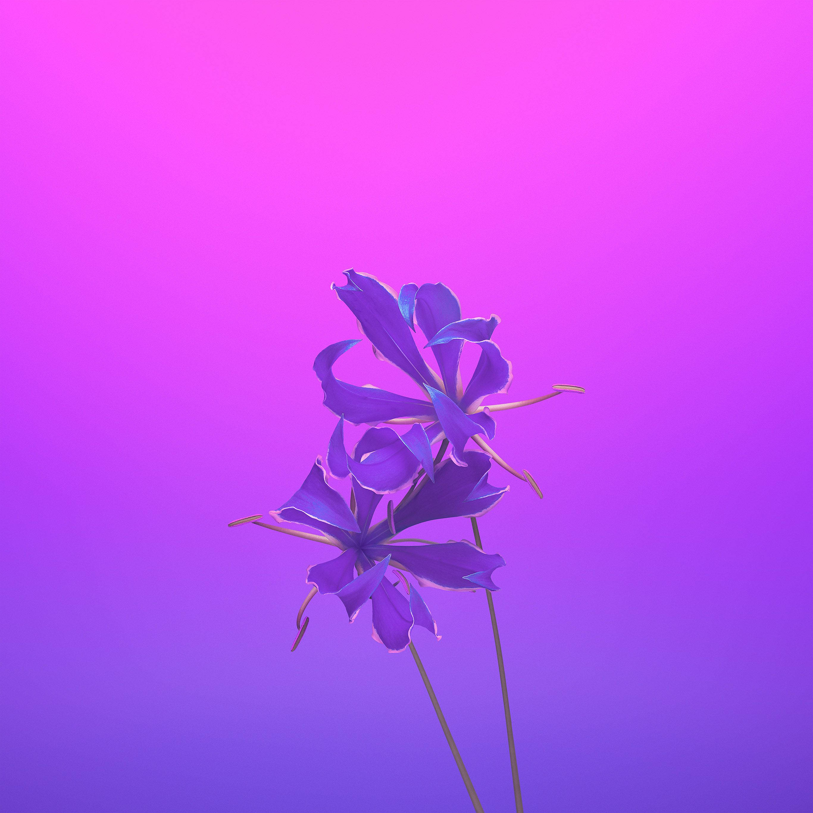 Magenta 桌布 壁紙 — 兩朵精緻的紫色花朵在粉紅到紫色的漸變背景上綻放，構成極簡數位作品。