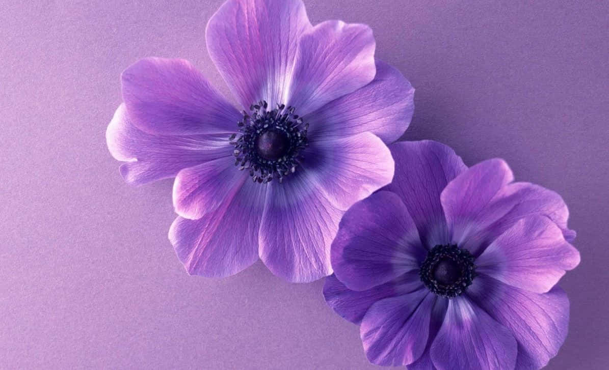 Pretty Flower 桌布 壁紙 — 兩朵精緻的紫色銀蓮花，帶有深色花心，輕輕依偎在相配的薰衣草背景上。