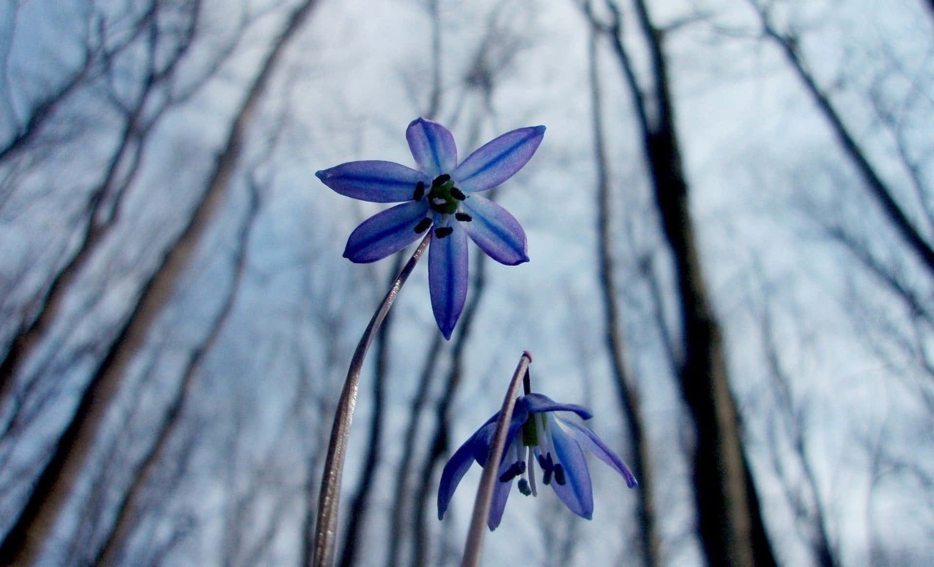 Winter Flowers 桌布 壁紙 — 兩朵精緻的藍色星形花朵在柔和的灰色天空下，以光禿的冬季樹木為背景綻放。