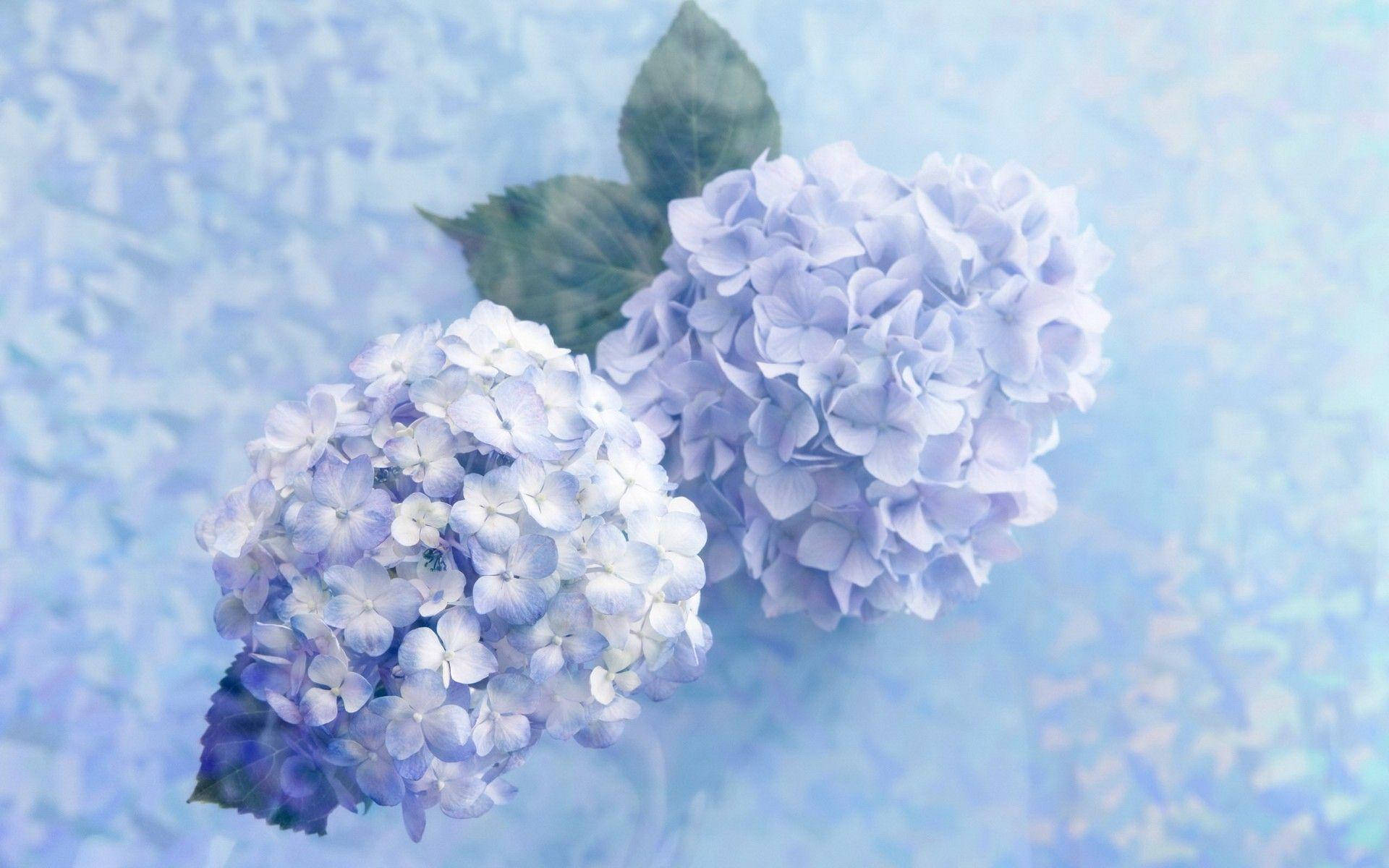 Flowers 桌布 壁紙 — 兩朵精緻的藍色繡球花，搭配綠葉，倚靠在柔軟紋理的淺藍色背景上。