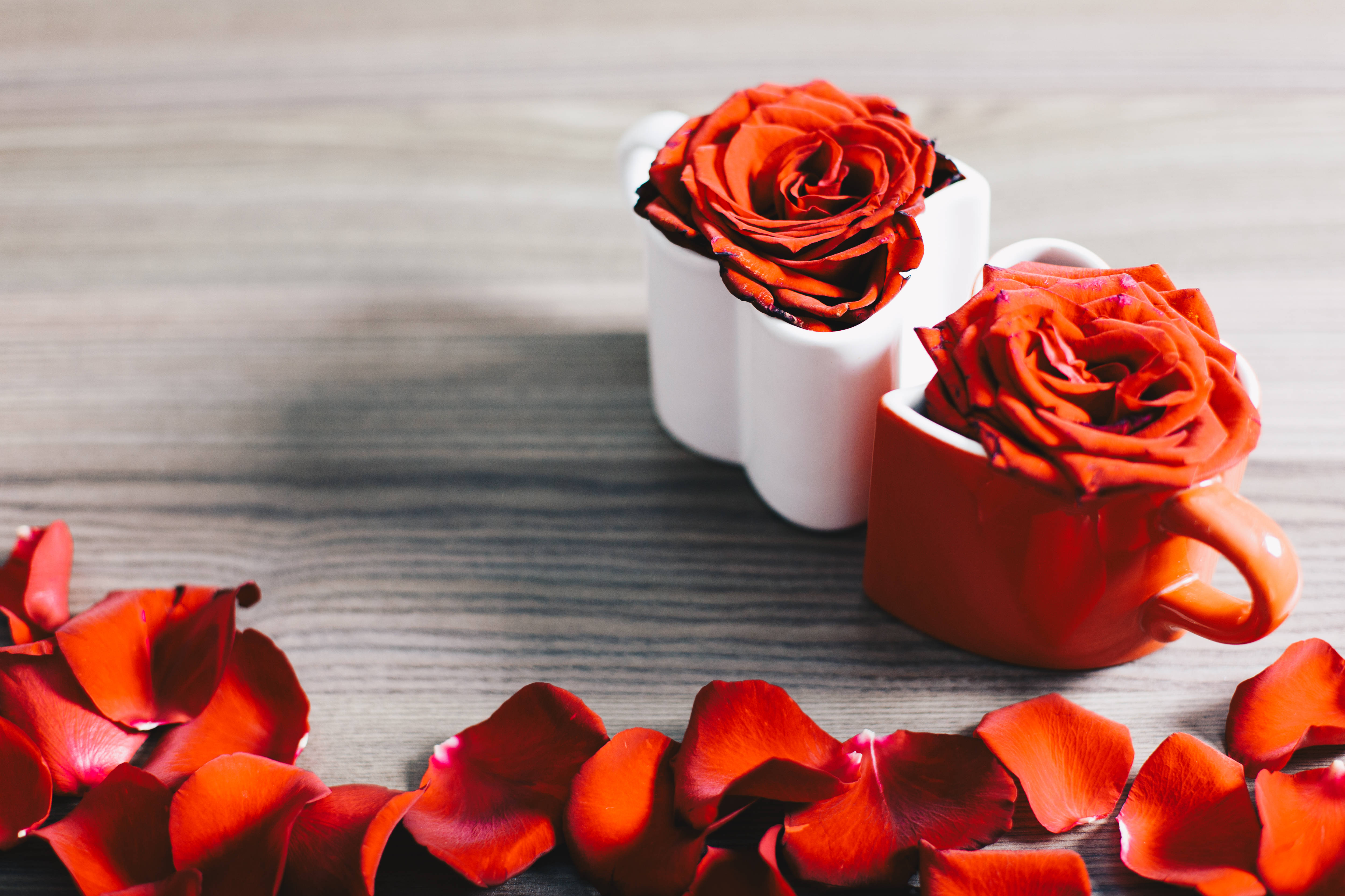 Aesthetic Rose 桌布 壁紙 — 兩朵紅玫瑰在白色和紅色的馬克杯中盛開，放在木桌上，周圍散落著花瓣。