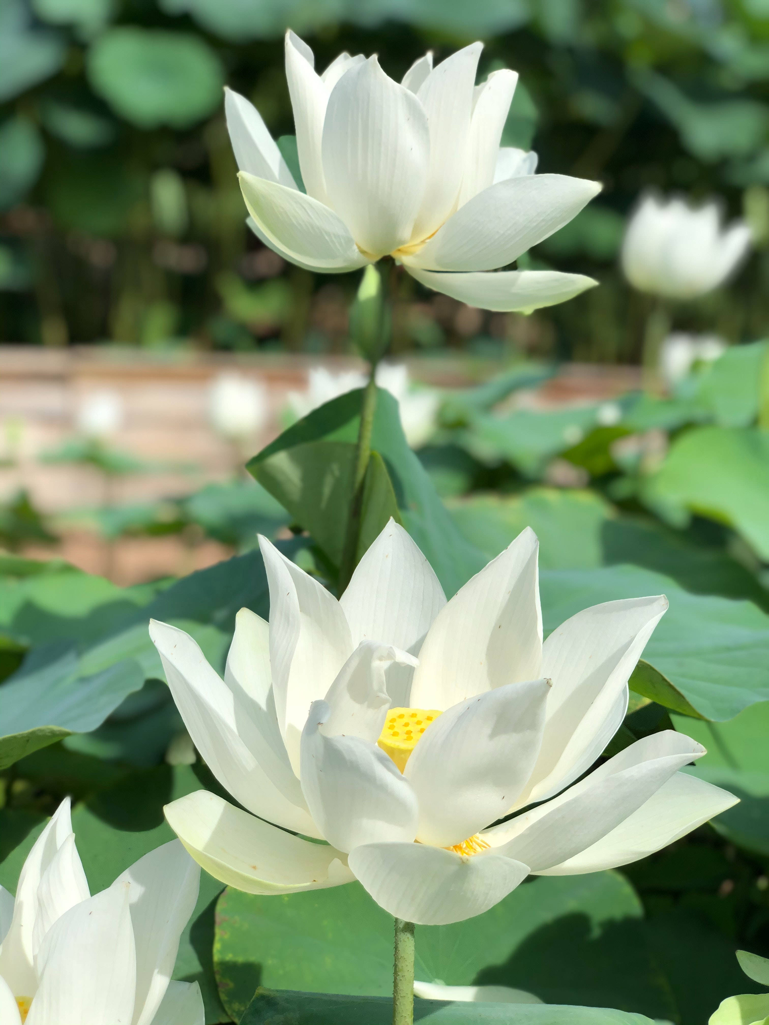 lotus 桌布 壁紙 — 兩朵純潔的白蓮花在茂密的綠葉間，在明亮的陽光下優雅地綻放。