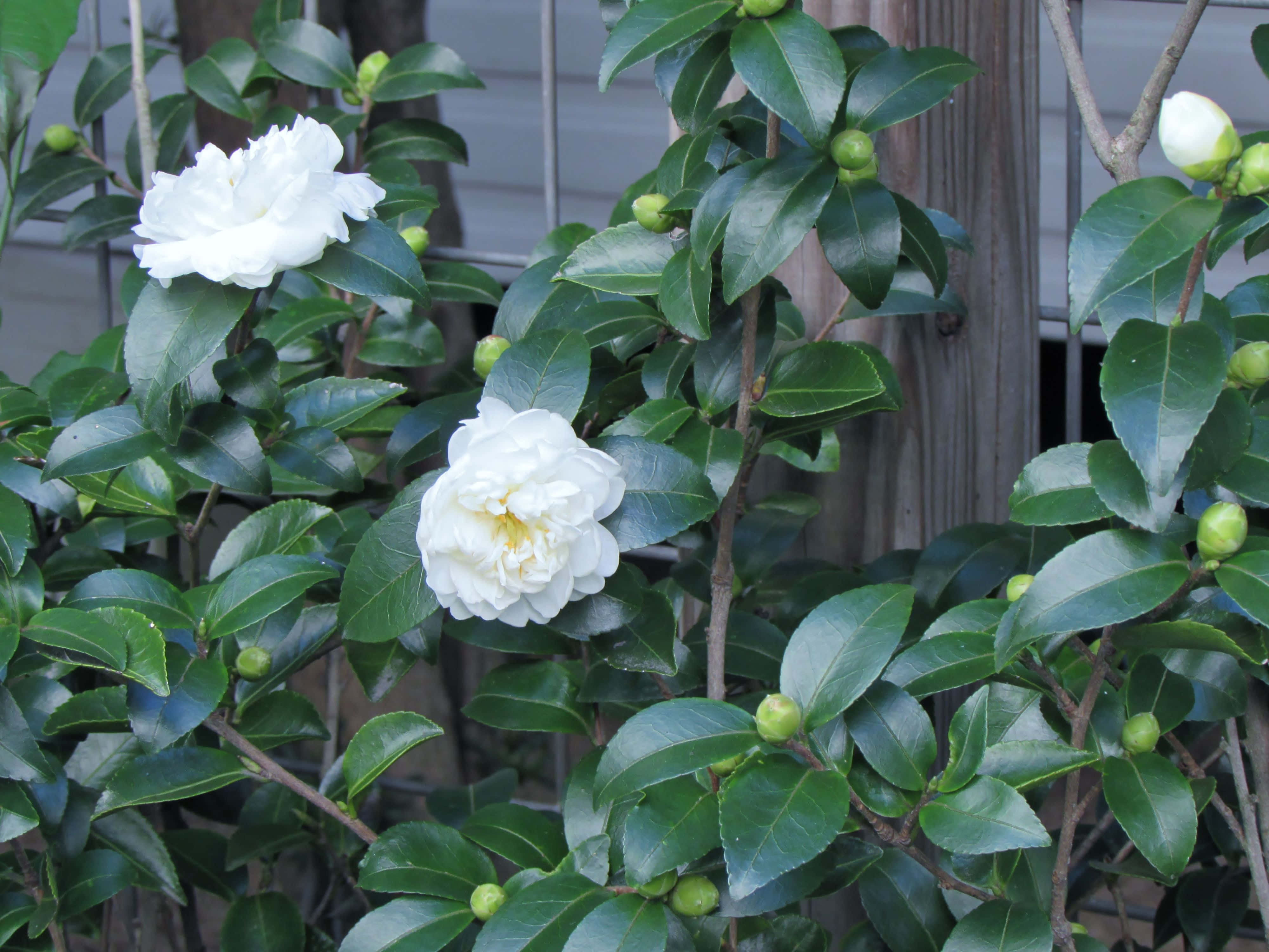 Camellia Sasanqua 桌布 壁紙 — 兩朵純白山茶花，黃色花心，在木柵欄上與光亮的綠葉和未開的花蕾形成鮮明對比。