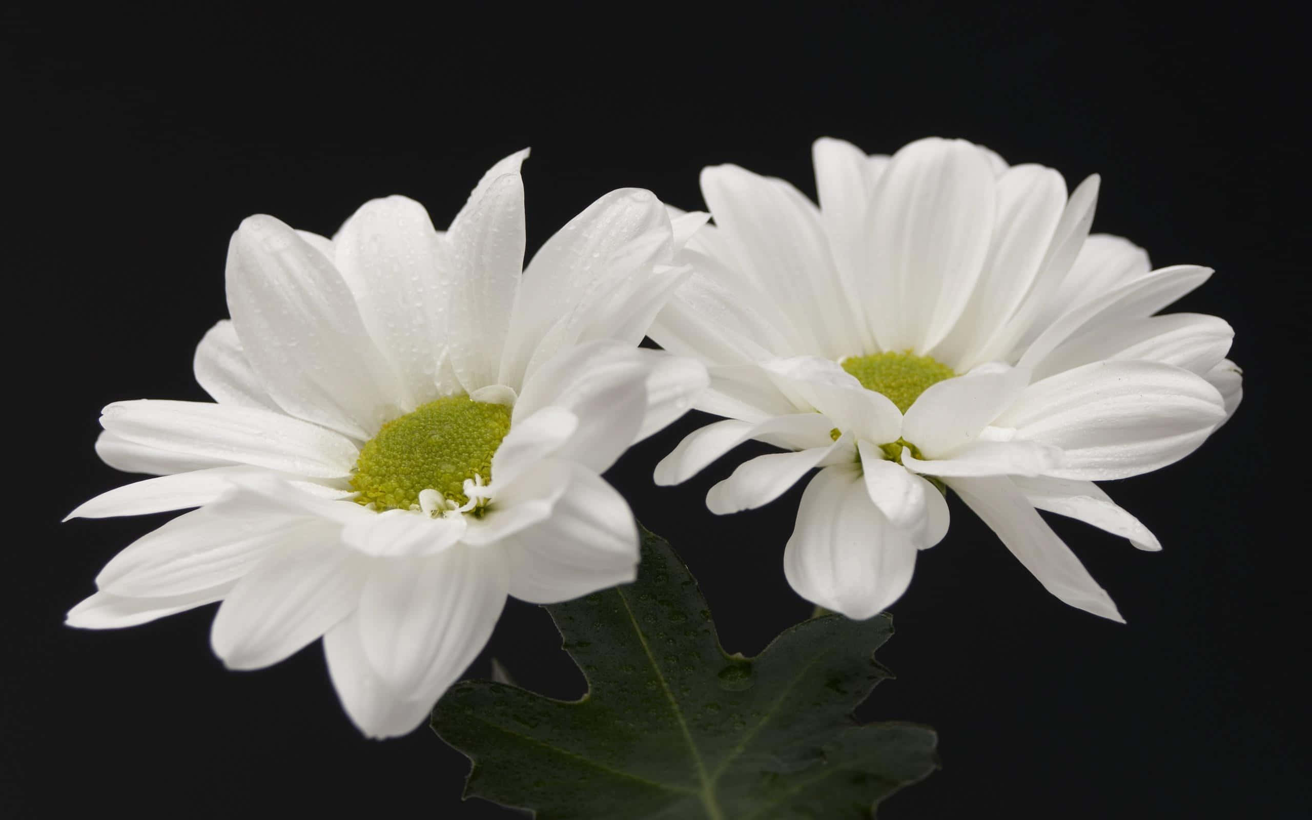White Flowers 桌布 壁紙 — 兩朵純白雛菊帶著露珠，在純黑背景上綻放，綠色花心柔和發光。