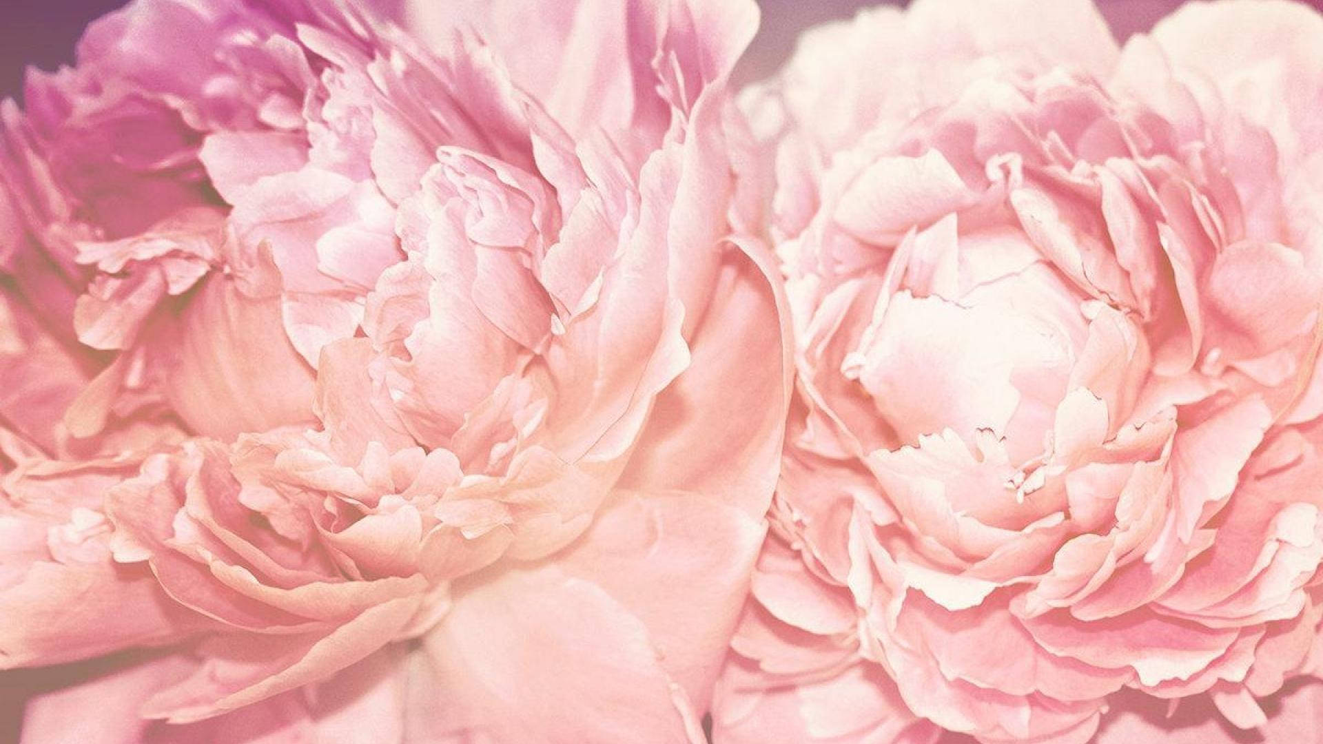 Peony 桌布 壁紙 — 兩朵茂盛的粉紅牡丹在柔和焦點中盛開，帶有精緻層層花瓣和柔和光線。