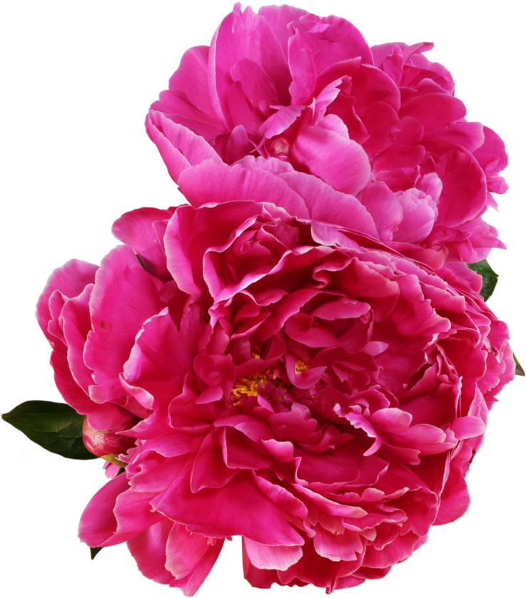 Peony 桌布 壁紙 — 兩朵茂盛的粉紅色牡丹，花瓣層層疊疊，綠葉襯托，在純黑背景下鮮豔綻放。