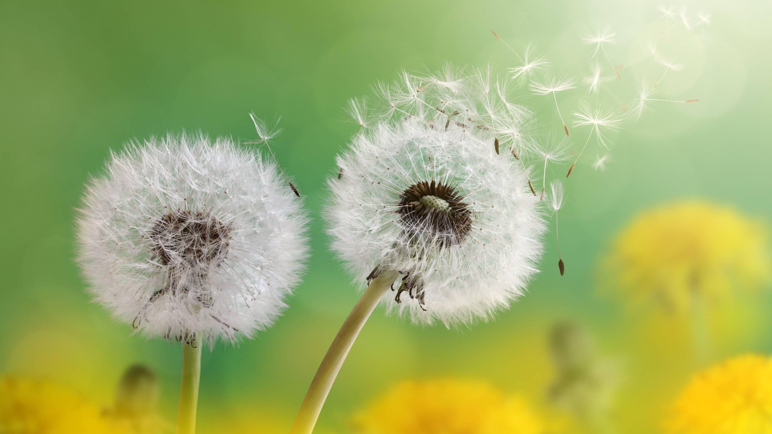 Dandelion 桌布 壁紙 — 兩朵蒲公英絨球將蓬鬆的種子釋放到柔和模糊的綠黃色草地上。