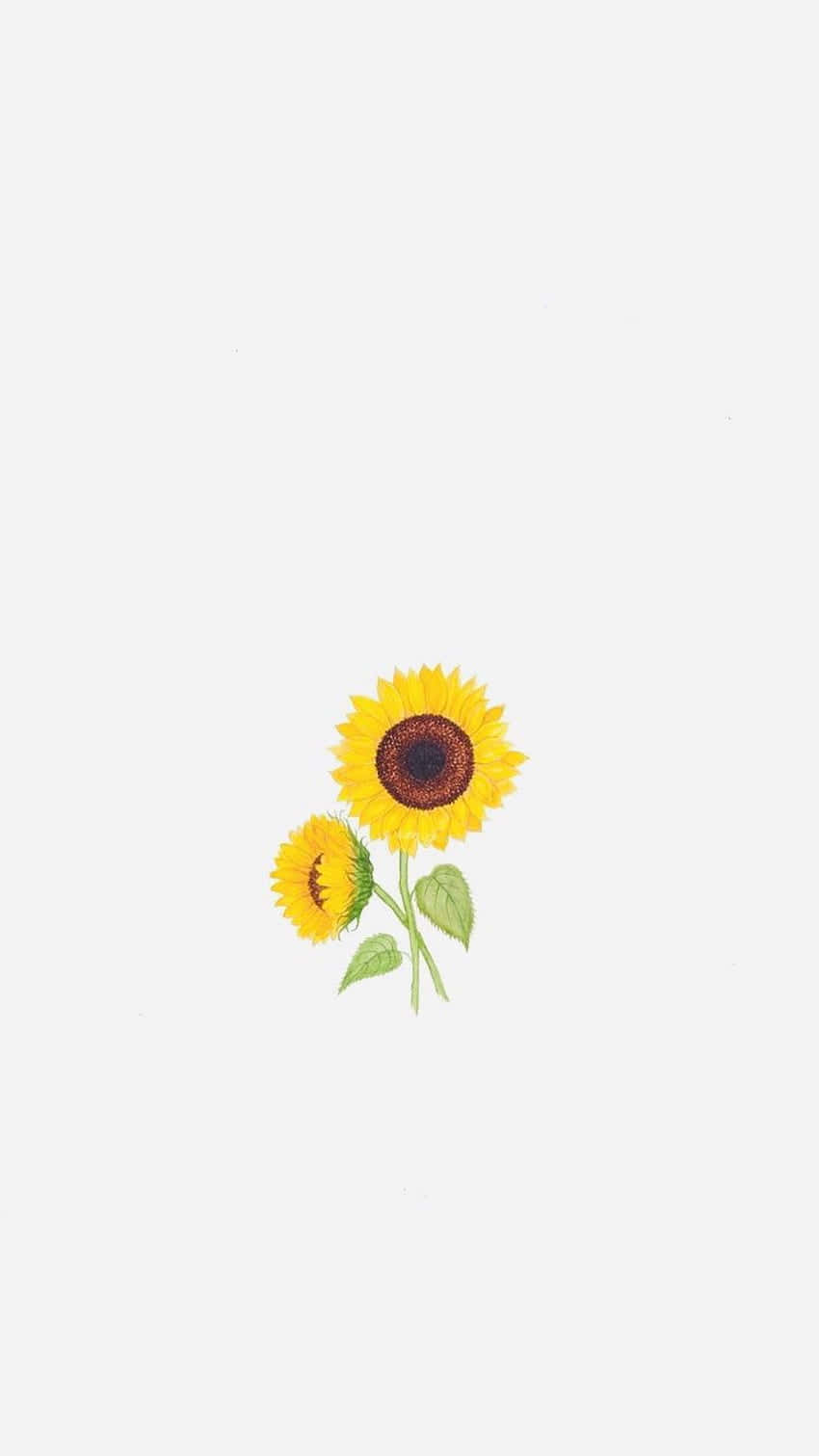 Sunflower Aesthetic iPhone 桌布 壁紙 — 兩朵開心的向日葵，帶有綠色莖和葉，在純淺灰色背景上盛開。