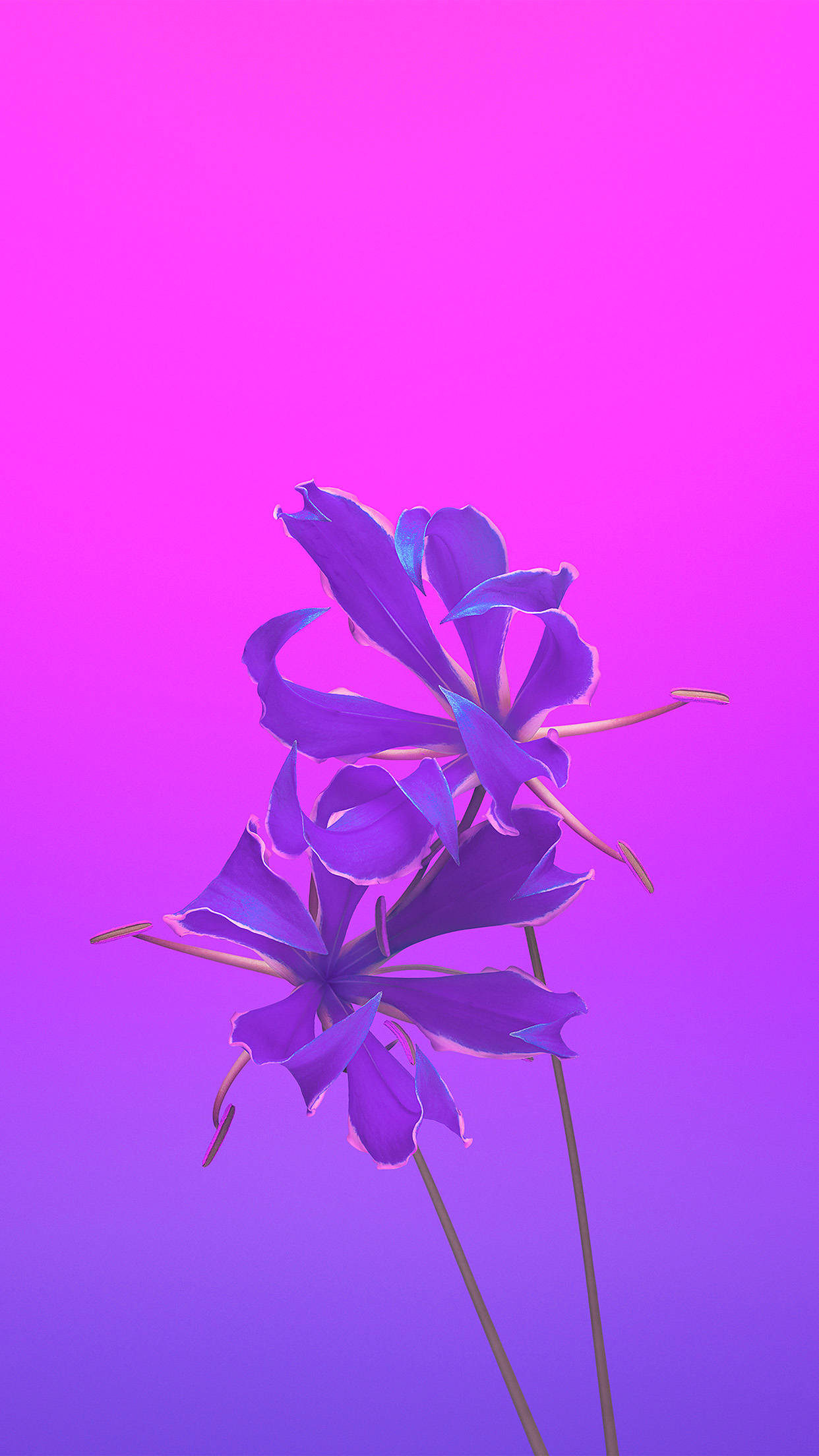 iPhone 11 Purple 桌布 壁紙 — 兩朵風格化的紫色花朵，花瓣精緻，在粉紅到紫色的漸變背景上綻放。