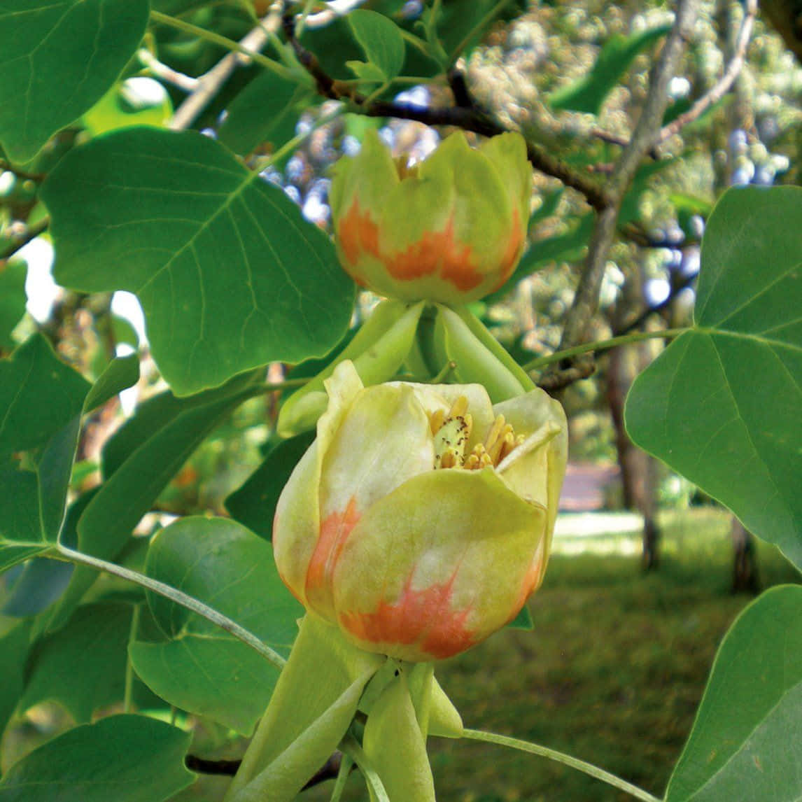 Tulip Tree 桌布 壁紙 — 兩朵鬱金香樹花在明亮的日光下盛開，淡黃色的花瓣邊緣帶有橙色，襯托著茂密的綠葉。