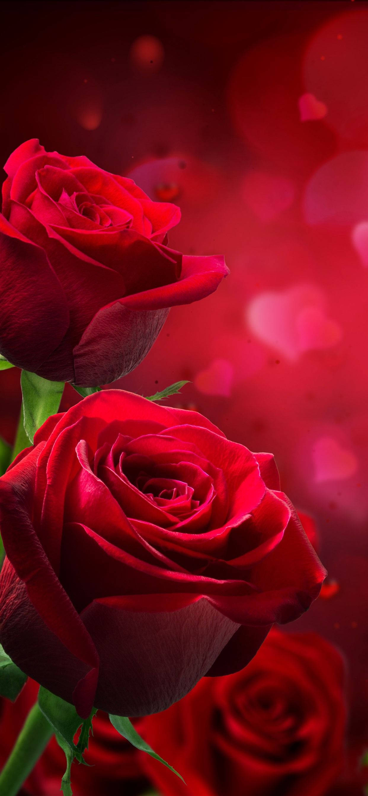 Romantic Rose 桌布 壁紙 — 兩朵鮮紅的玫瑰在夢幻般的紅色散景背景中綻放，背景點綴著心形圖案。