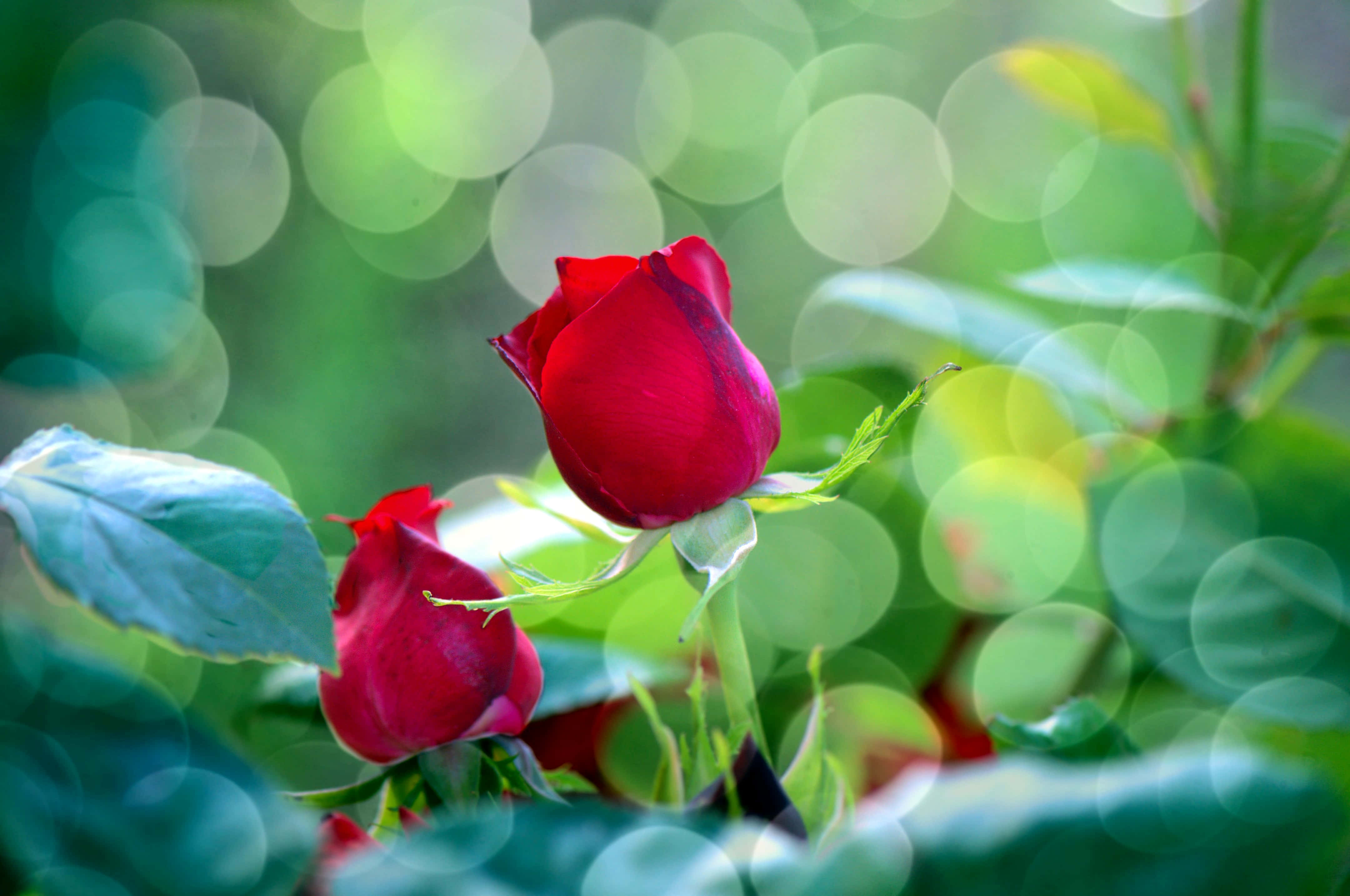 Valentines Day Roses 桌布 壁紙 — 兩朵鮮紅的玫瑰花蕾依偎在茂密的綠葉之間，背景柔和散景。