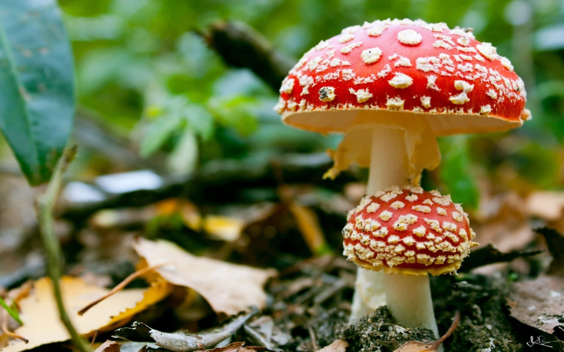 Mushroom 桌布 壁紙 — 兩朵鮮紅色的毒蠅傘蘑菇帶有白色斑點，在茂密綠色森林地面的落葉中高高聳立。